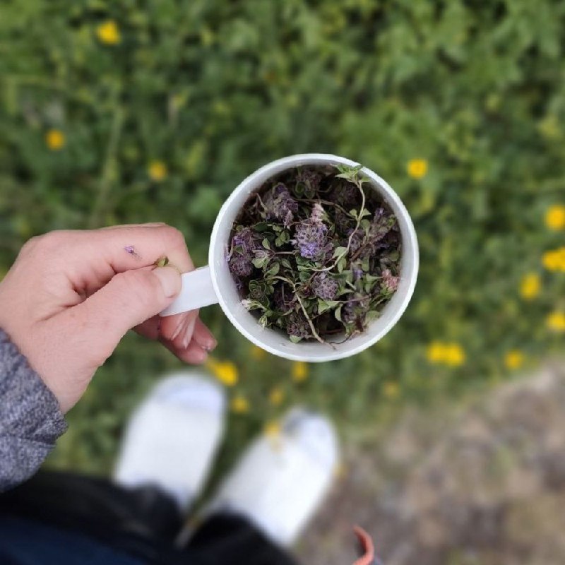 Восхождение на Эльбрус с севера, 10 дней (7/7)