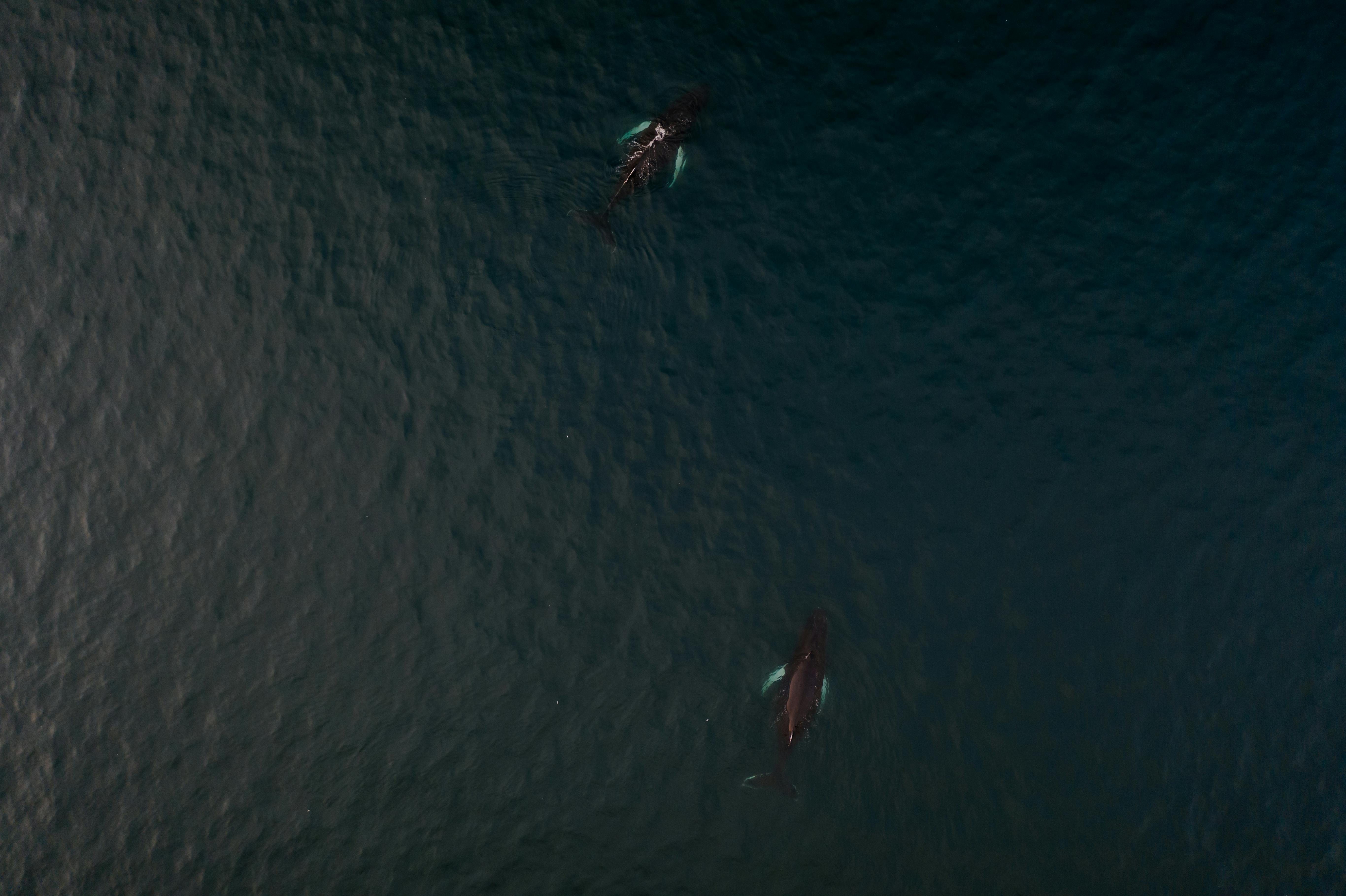 Комфорт-тур за китами: два выхода в море и максимум шансов на встречу (11/15)