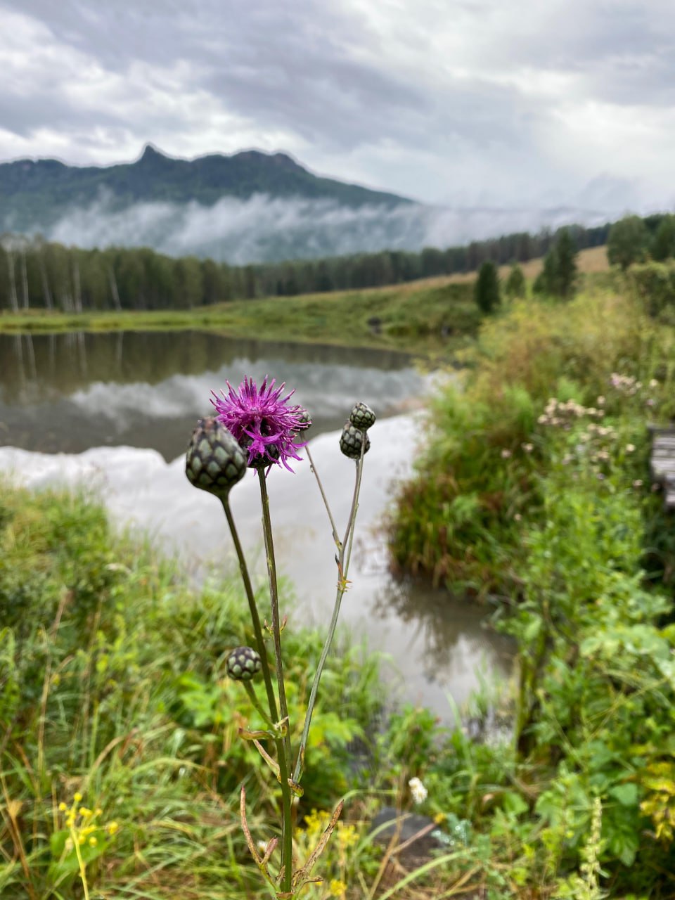 Горный Чарыш: 6 дней в Диком Алтае, всё включено! (21/37)