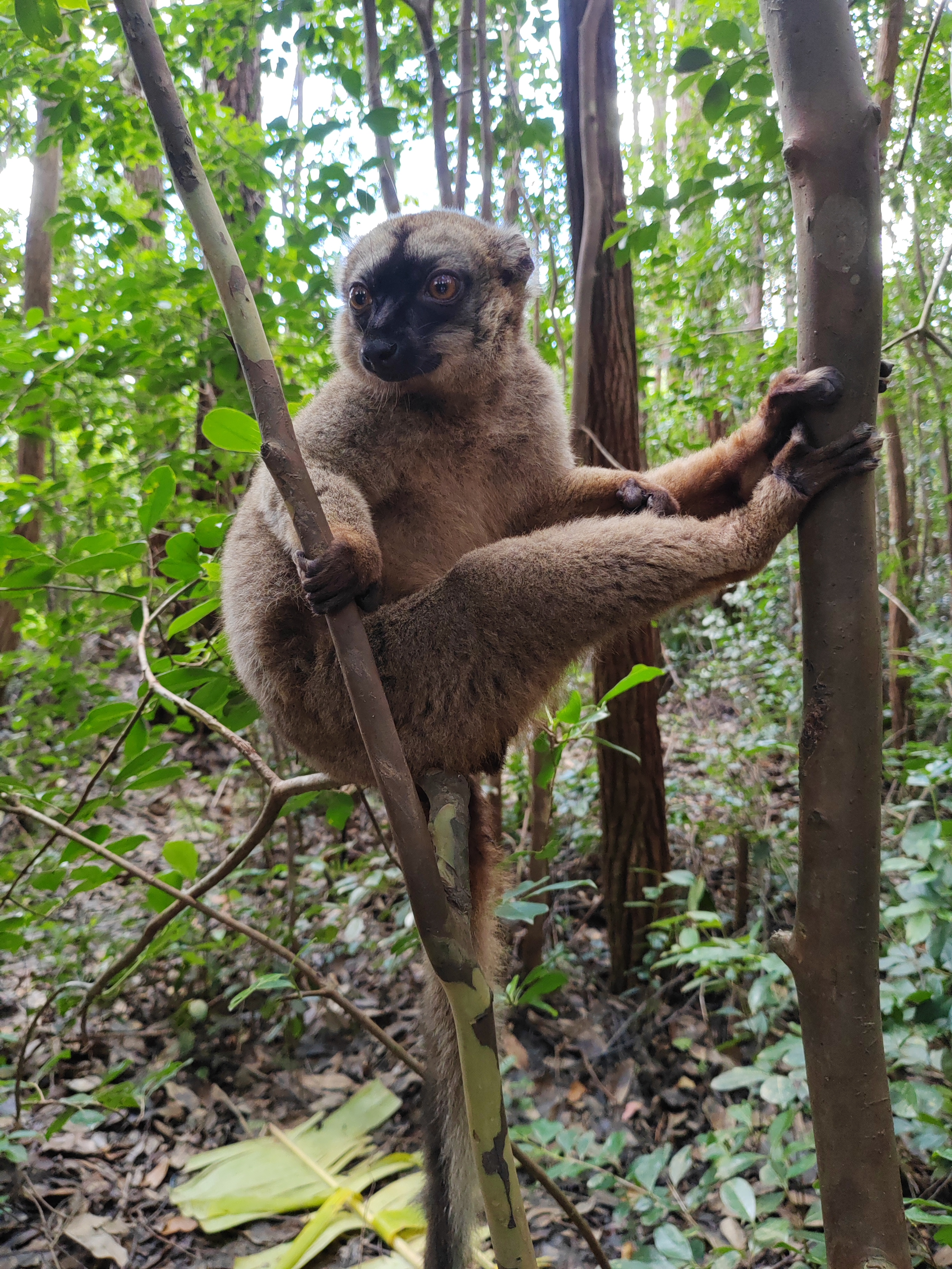 Мадагаскар: приключения на зелёном острове! Внутренние рейсы включены! (322/333)