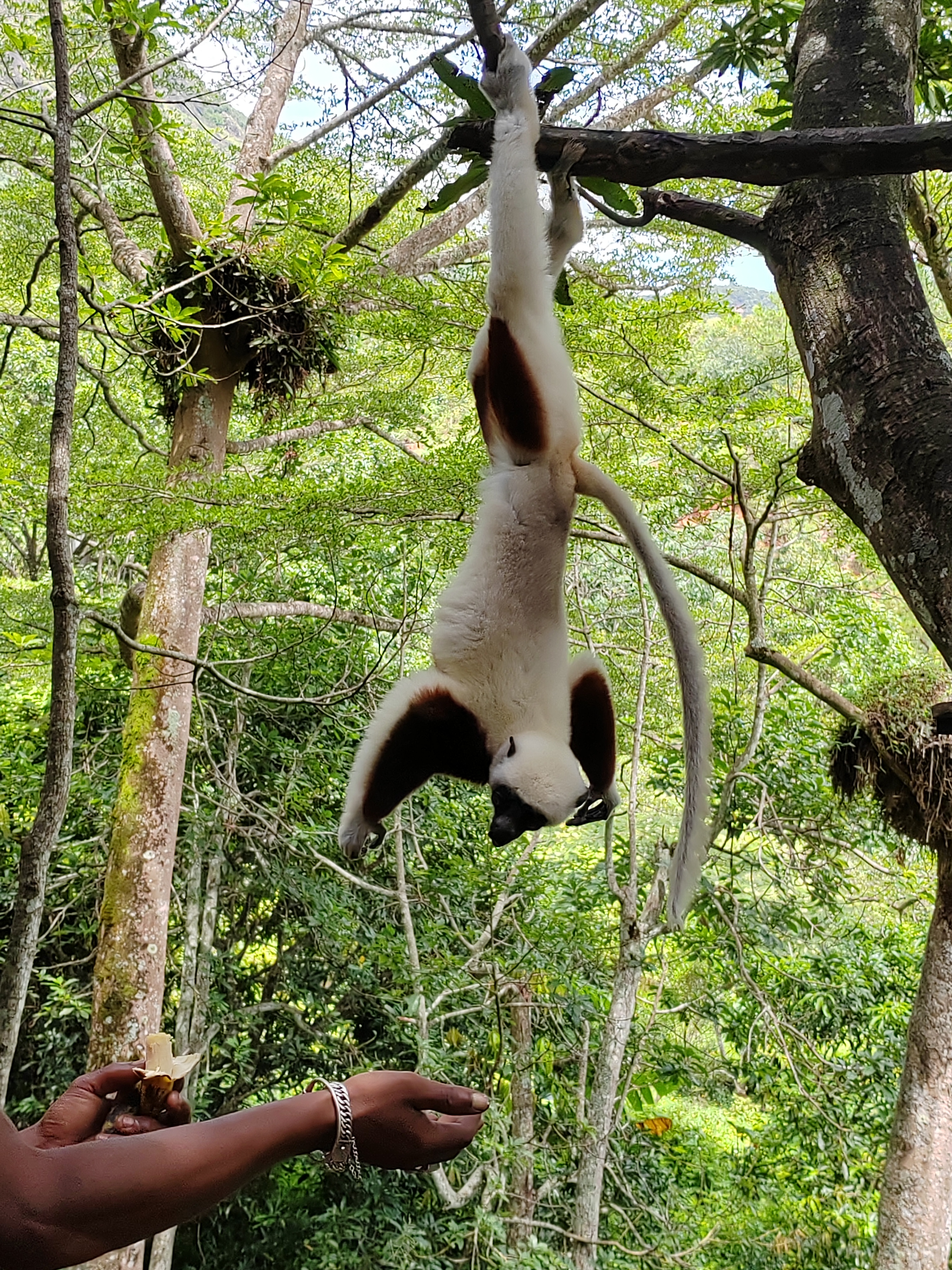 Мадагаскар: приключения на зелёном острове! Внутренние рейсы включены! (328/333)
