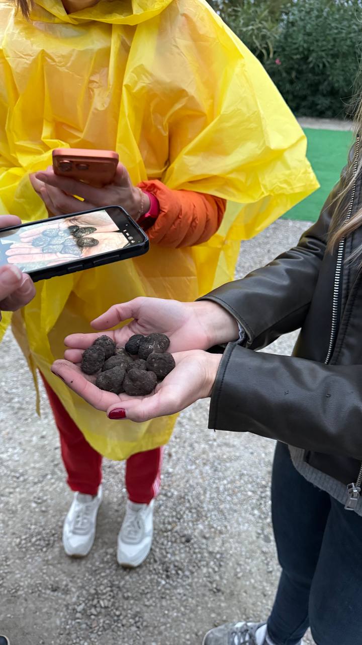 Охота на трюфель