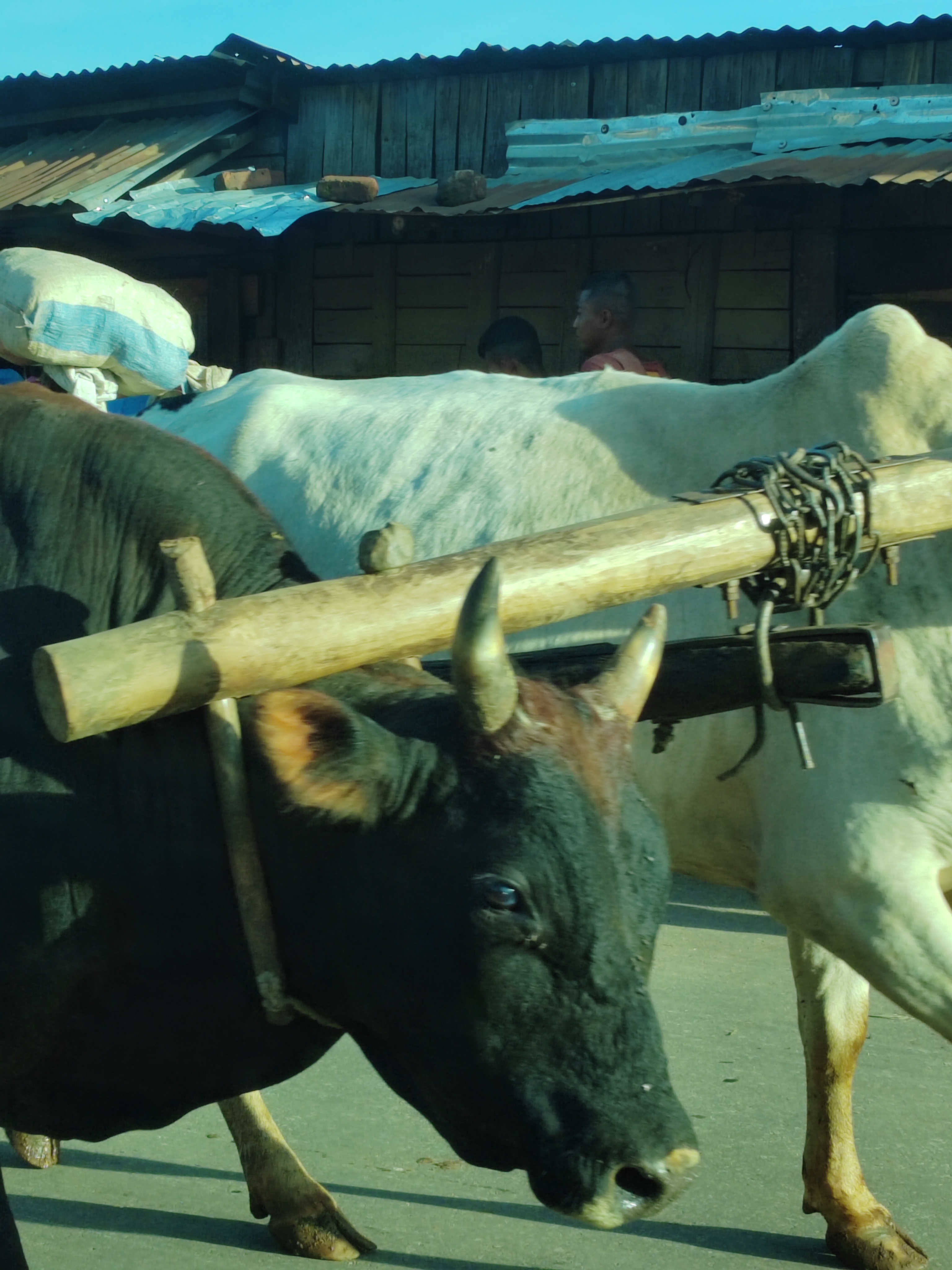 Мадагаскар: приключения на зелёном острове! Внутренние рейсы включены! (217/333)