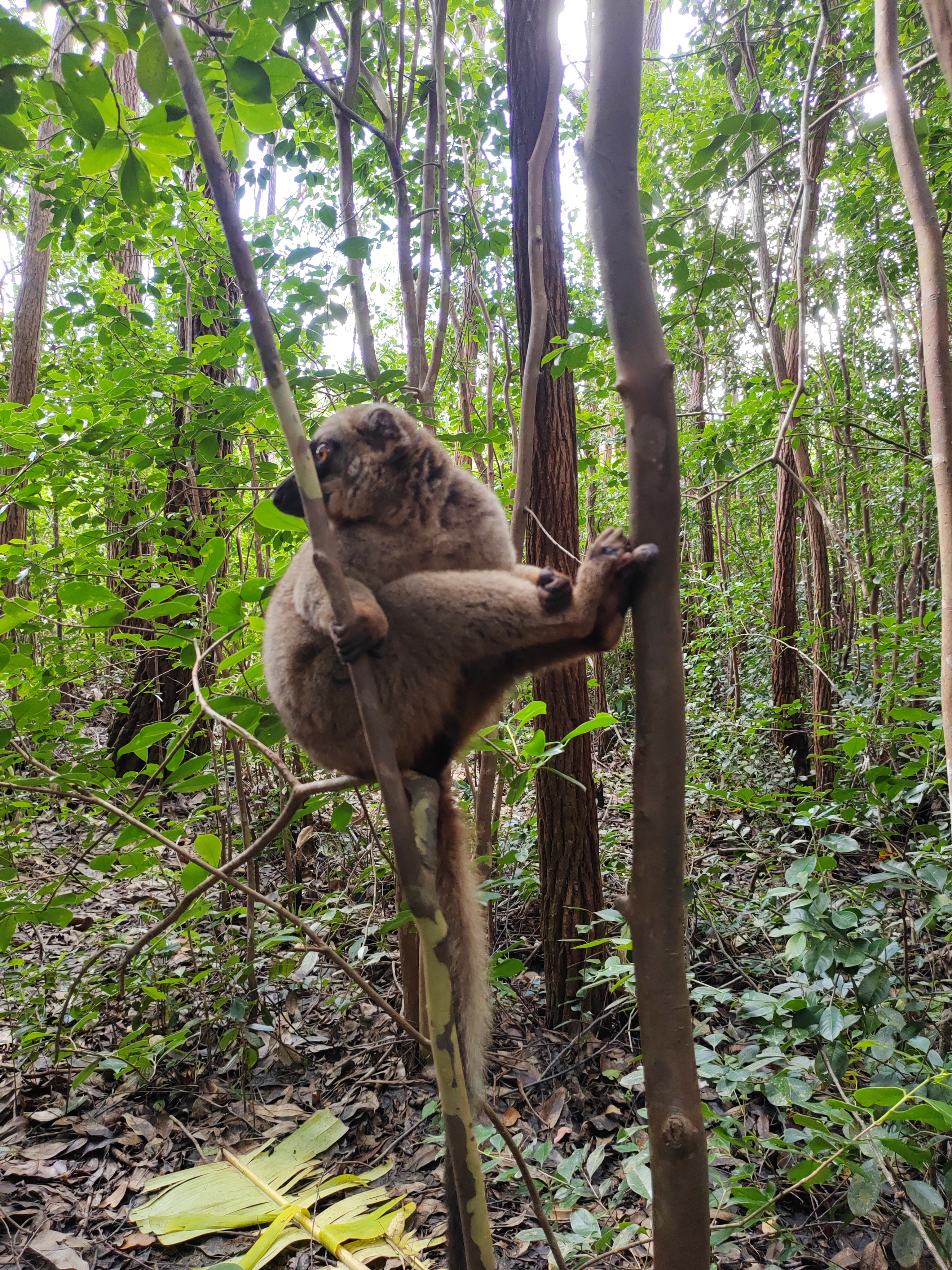 Мадагаскар: приключения на зелёном острове! Внутренние рейсы включены! (171/333)