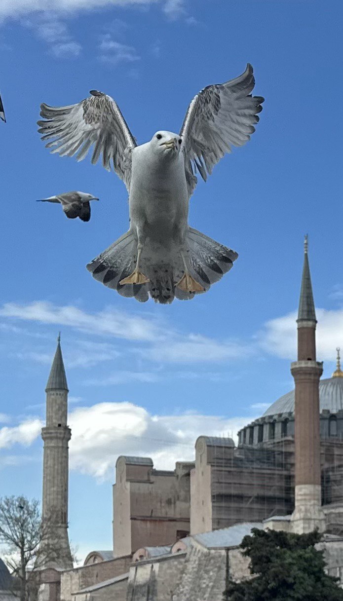 Симфония Цветов: Весеннее Путешествие по Стамбулу! (7/36)