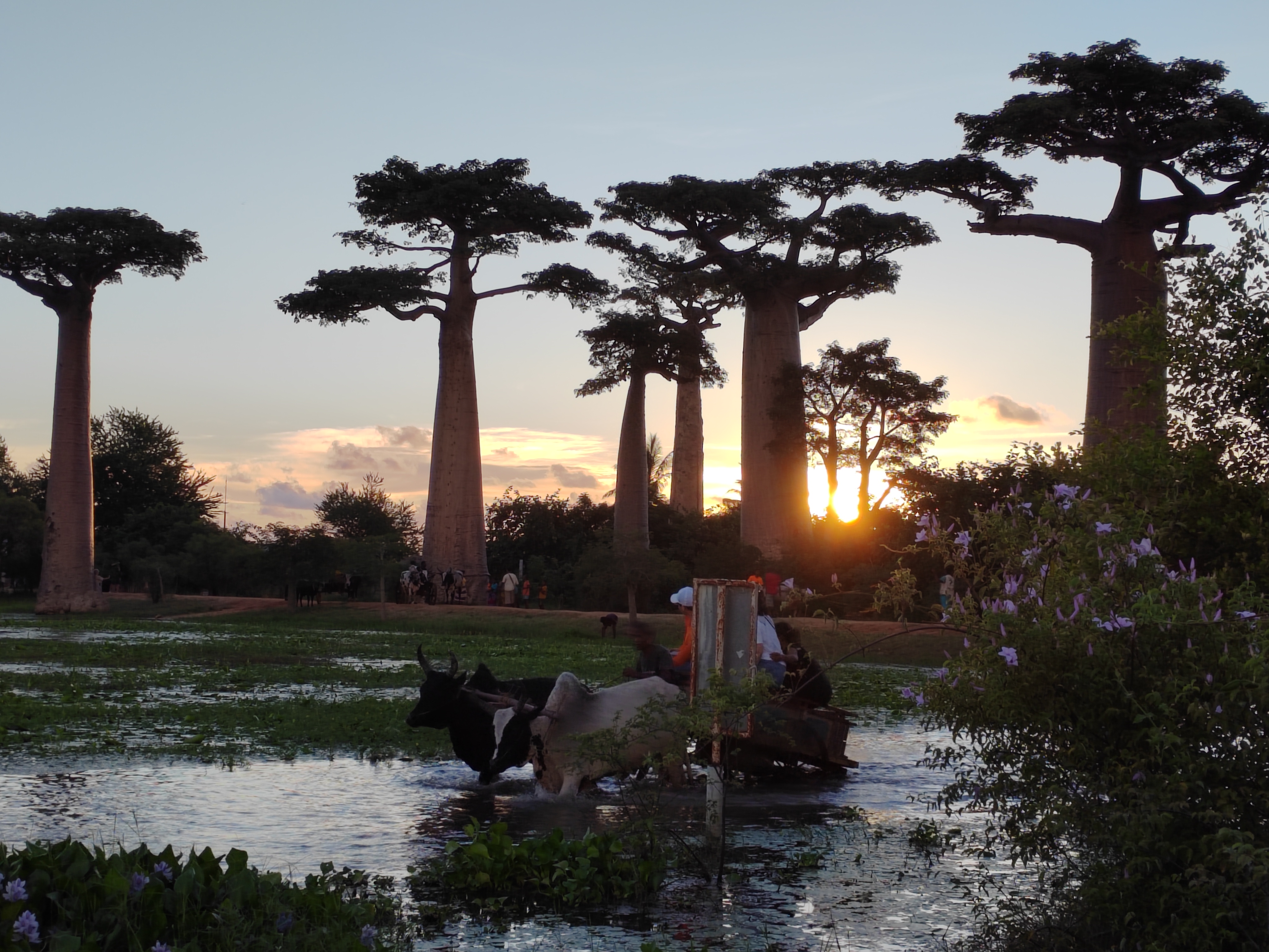 Мадагаскар: приключения на зелёном острове! Внутренние рейсы включены! (287/333)