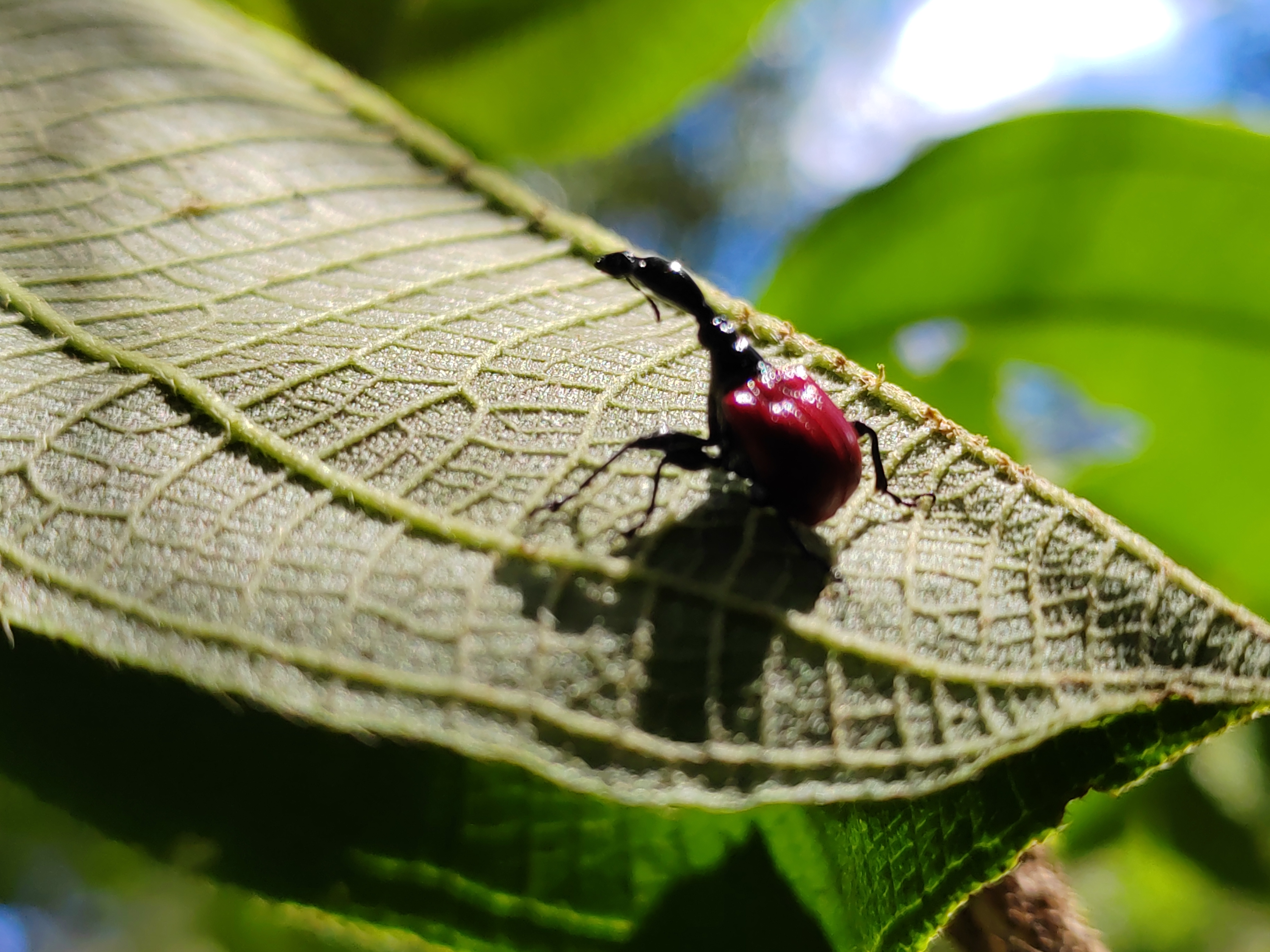 Мадагаскар: приключения на зелёном острове! Внутренние рейсы включены! (169/333)
