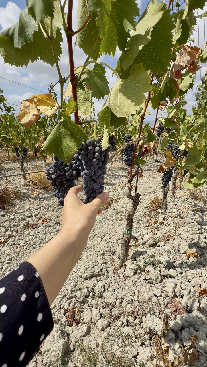 Супер Тоскана