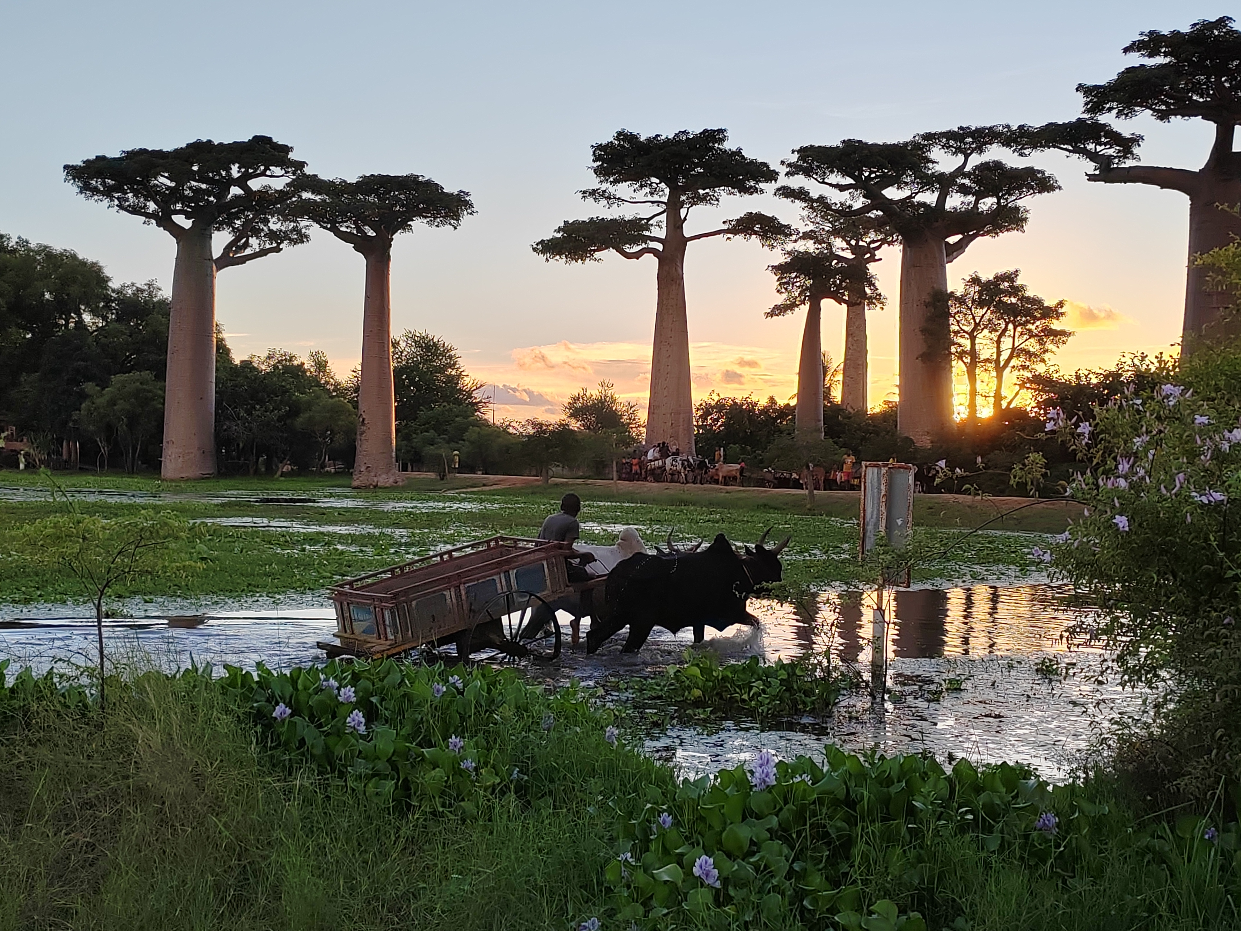 Мадагаскар: приключения на зелёном острове! Внутренние рейсы включены! (293/333)