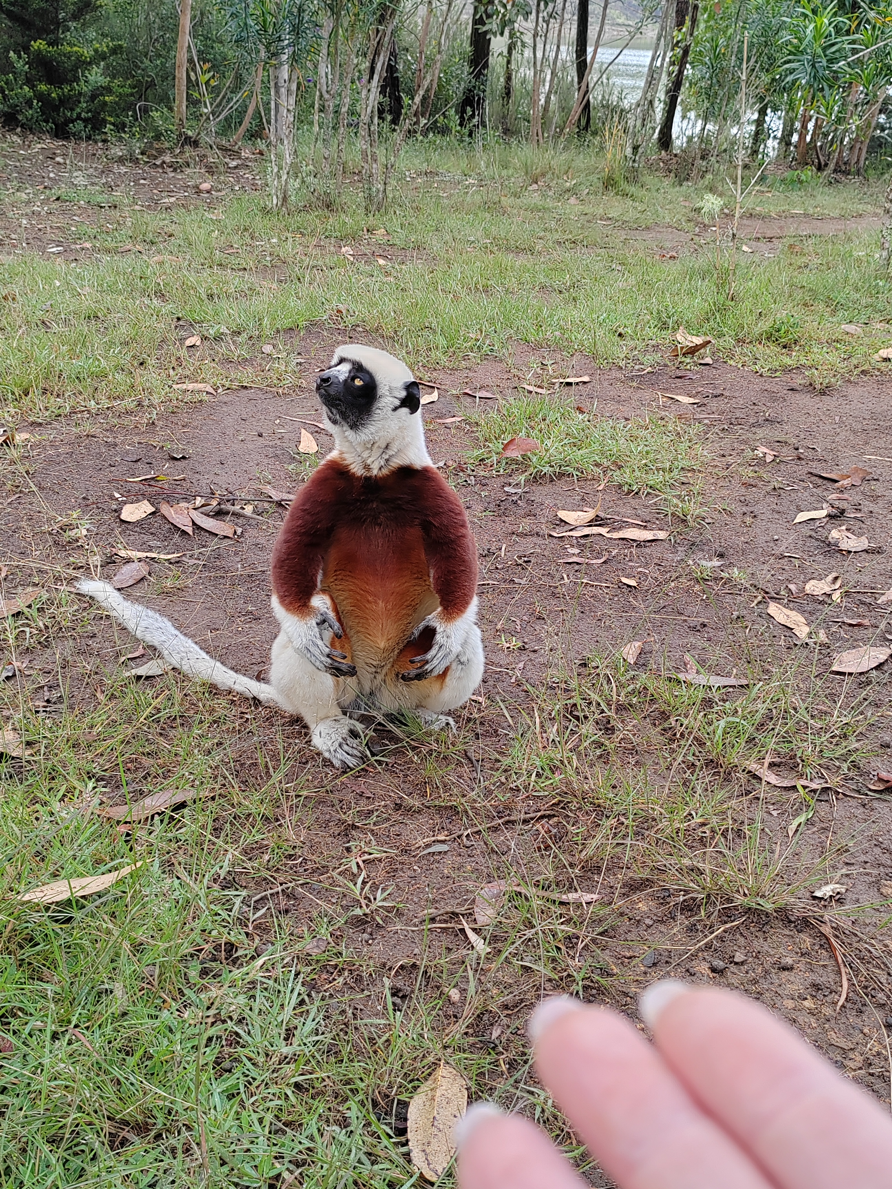 Мадагаскар: приключения на зелёном острове! Внутренние рейсы включены! (153/333)