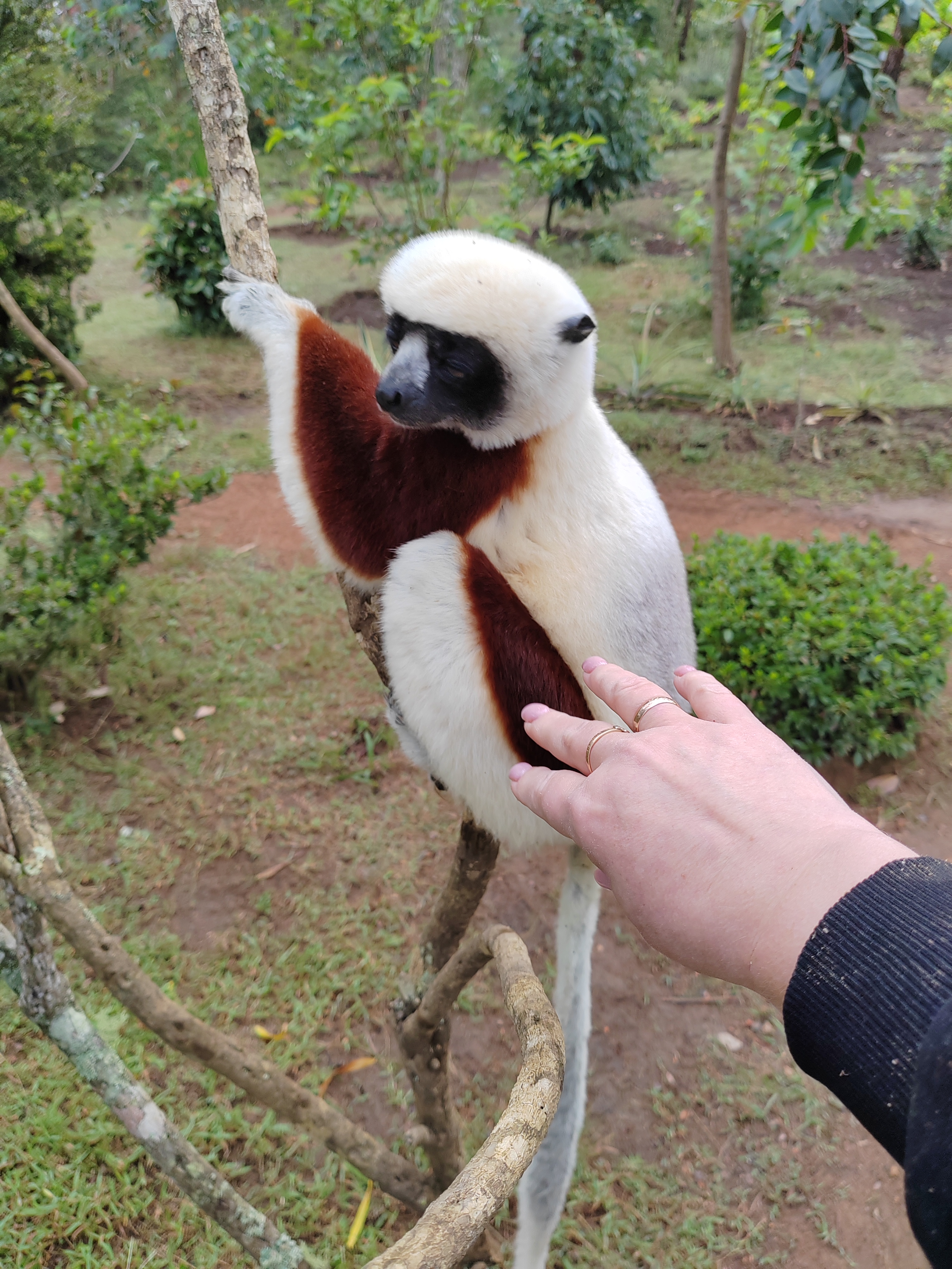 Мадагаскар: приключения на зелёном острове! Внутренние рейсы включены! (326/333)