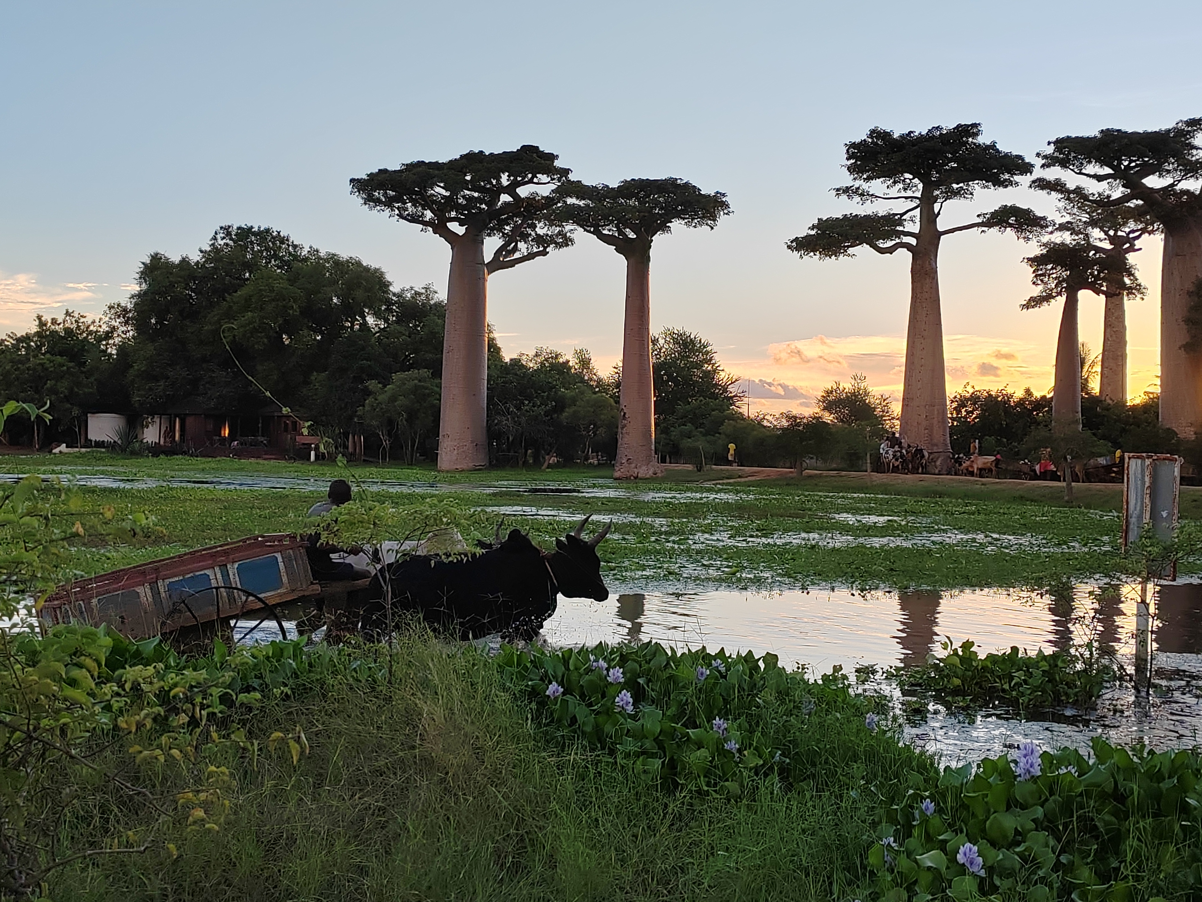 Мадагаскар: приключения на зелёном острове! Внутренние рейсы включены! (291/333)