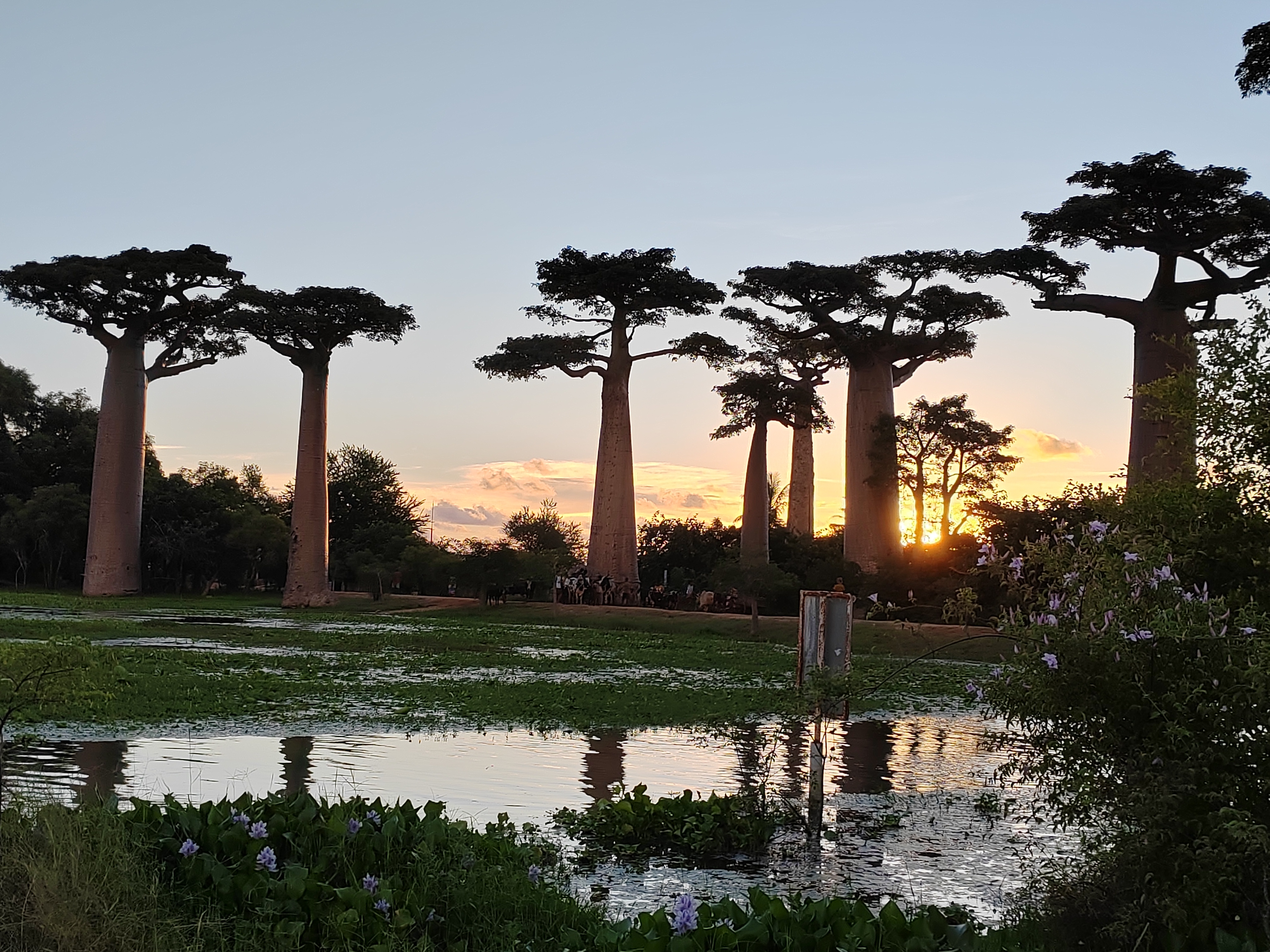 Мадагаскар: приключения на зелёном острове! Внутренние рейсы включены! (289/333)