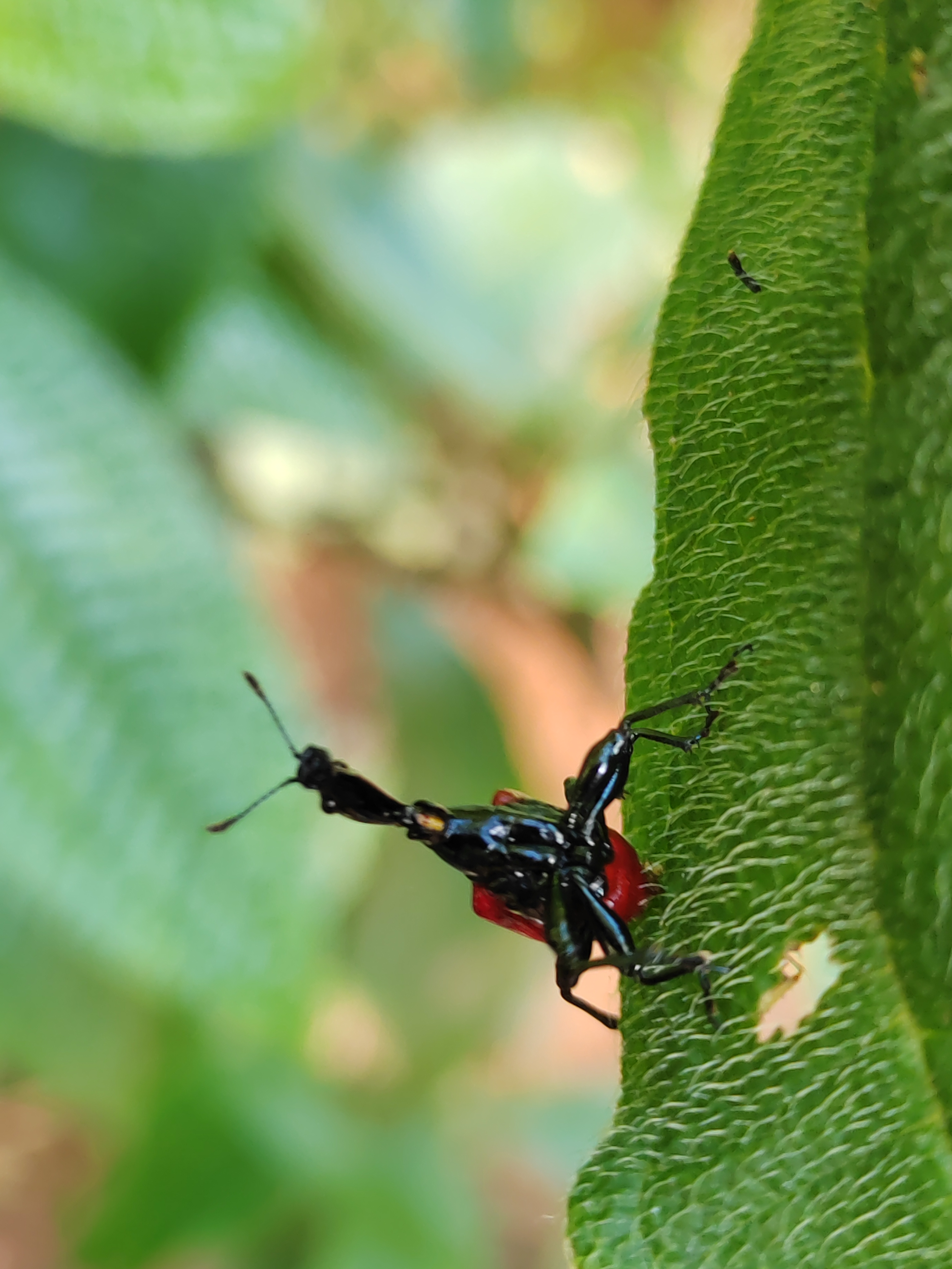 Мадагаскар: приключения на зелёном острове! Внутренние рейсы включены! (70/333)