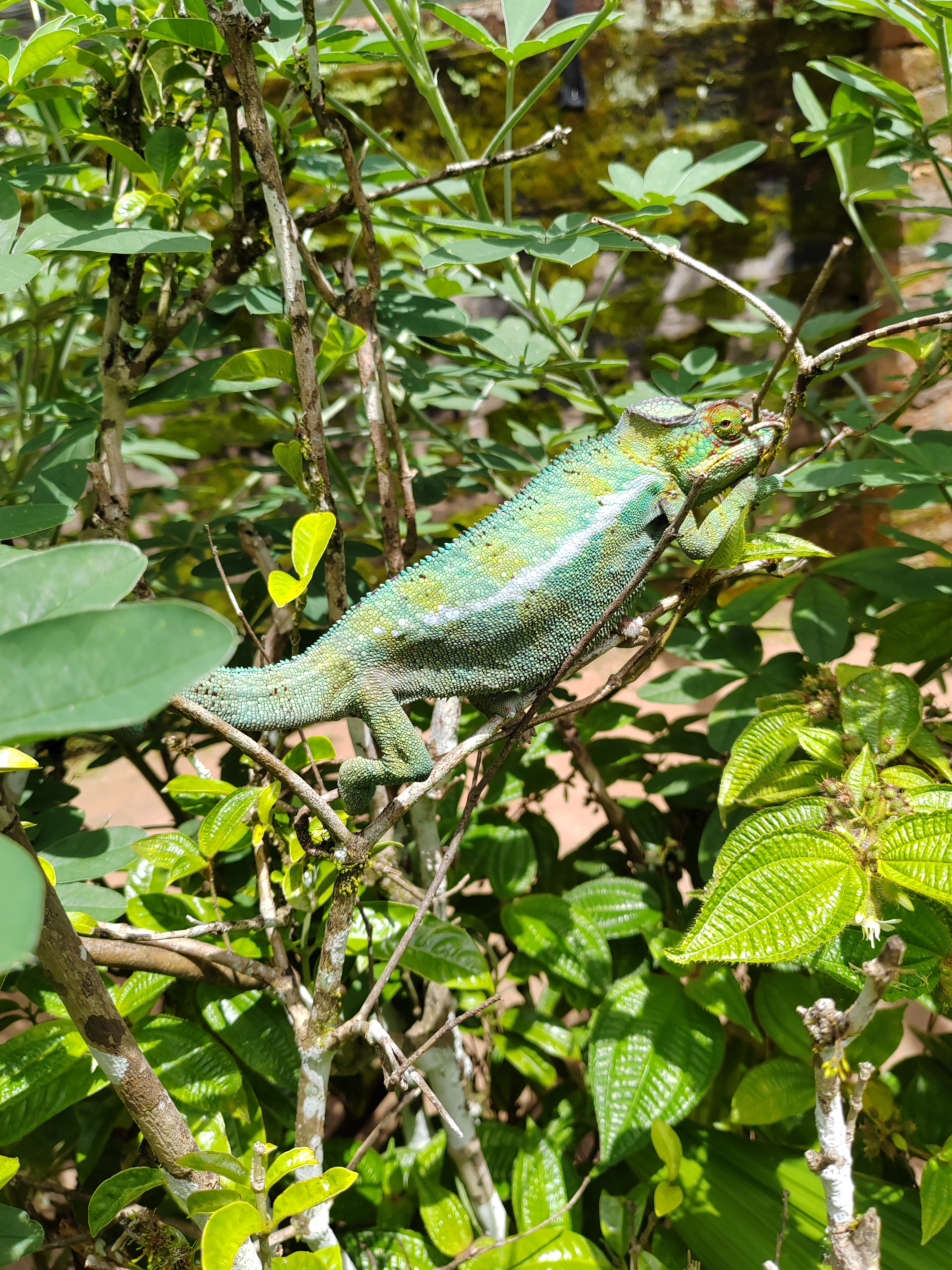 Мадагаскар: приключения на зелёном острове! Внутренние рейсы включены! (42/333)
