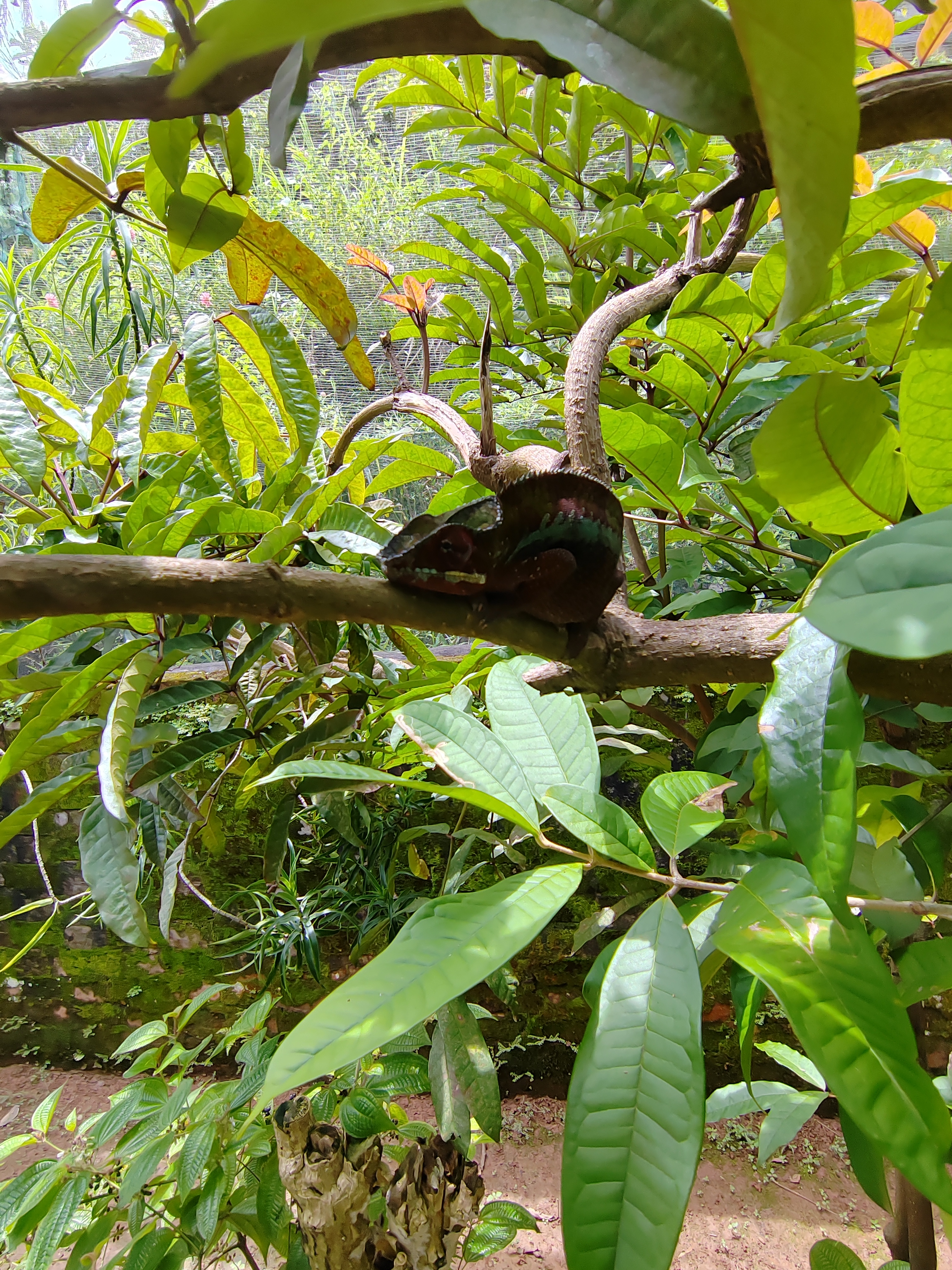 Мадагаскар: приключения на зелёном острове! Внутренние рейсы включены! (33/333)