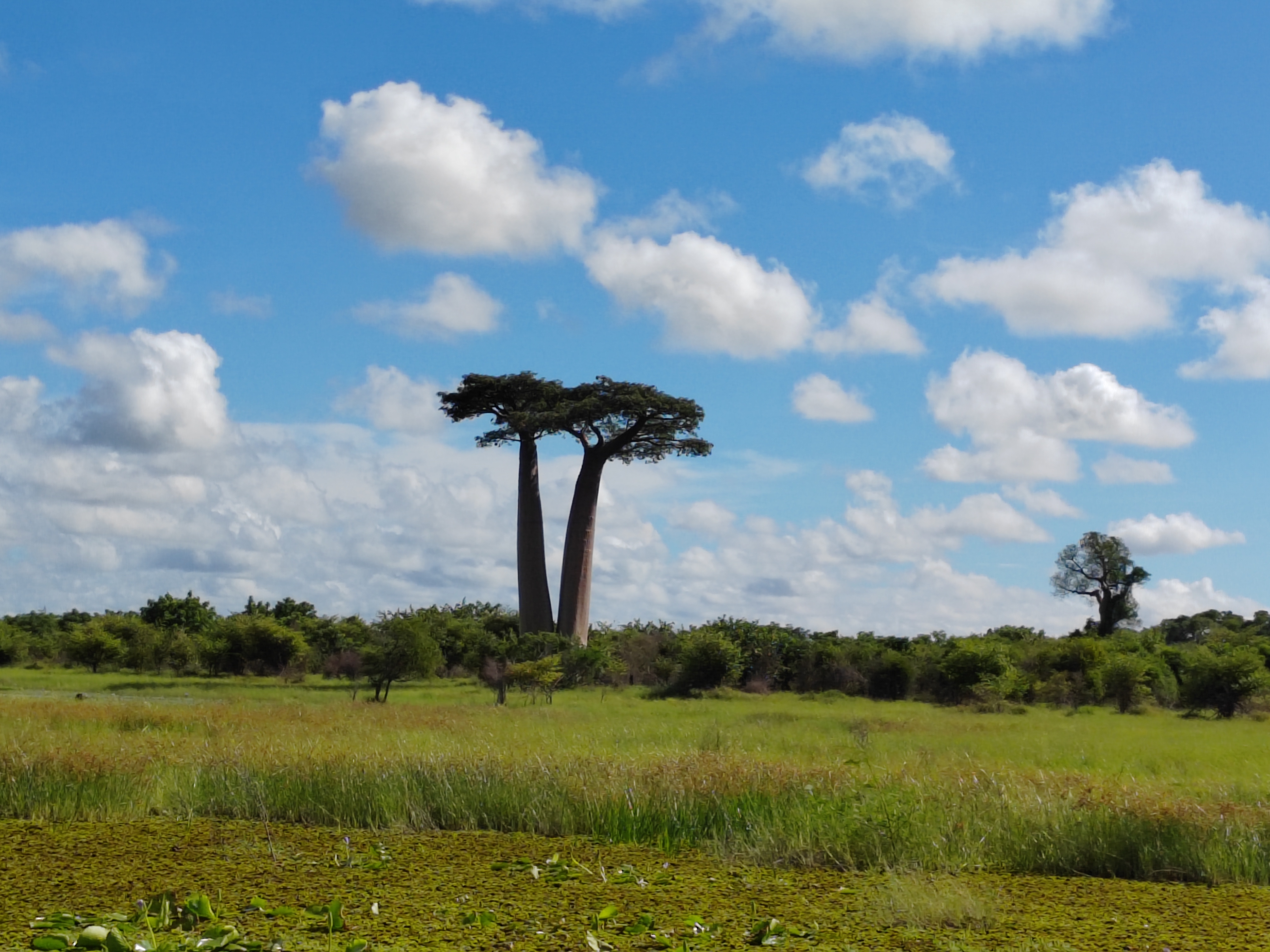 Мадагаскар: приключения на зелёном острове! Внутренние рейсы включены! (157/333)