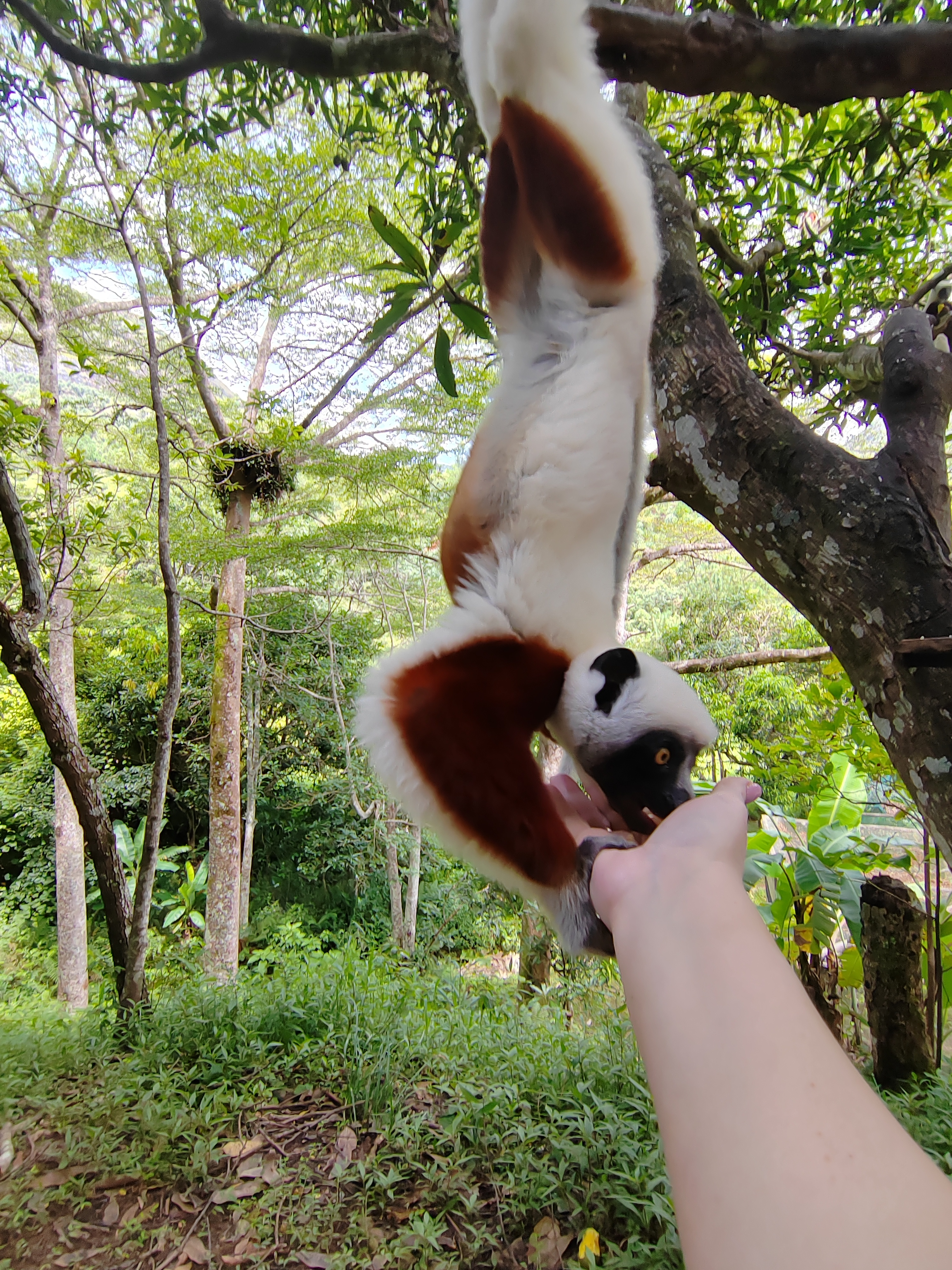 Мадагаскар: приключения на зелёном острове! Внутренние рейсы включены! (25/333)