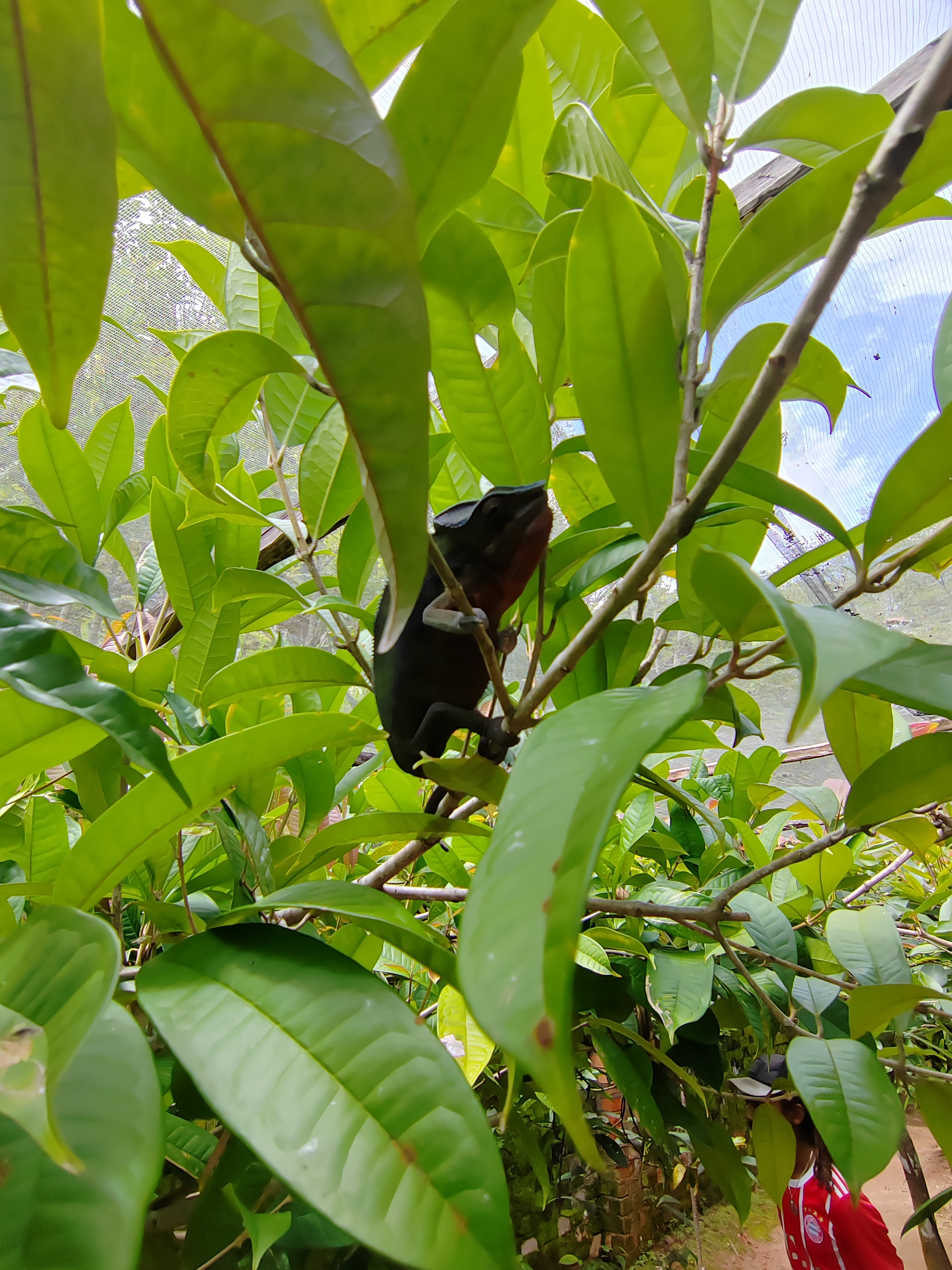 Мадагаскар: приключения на зелёном острове! Внутренние рейсы включены! (32/333)