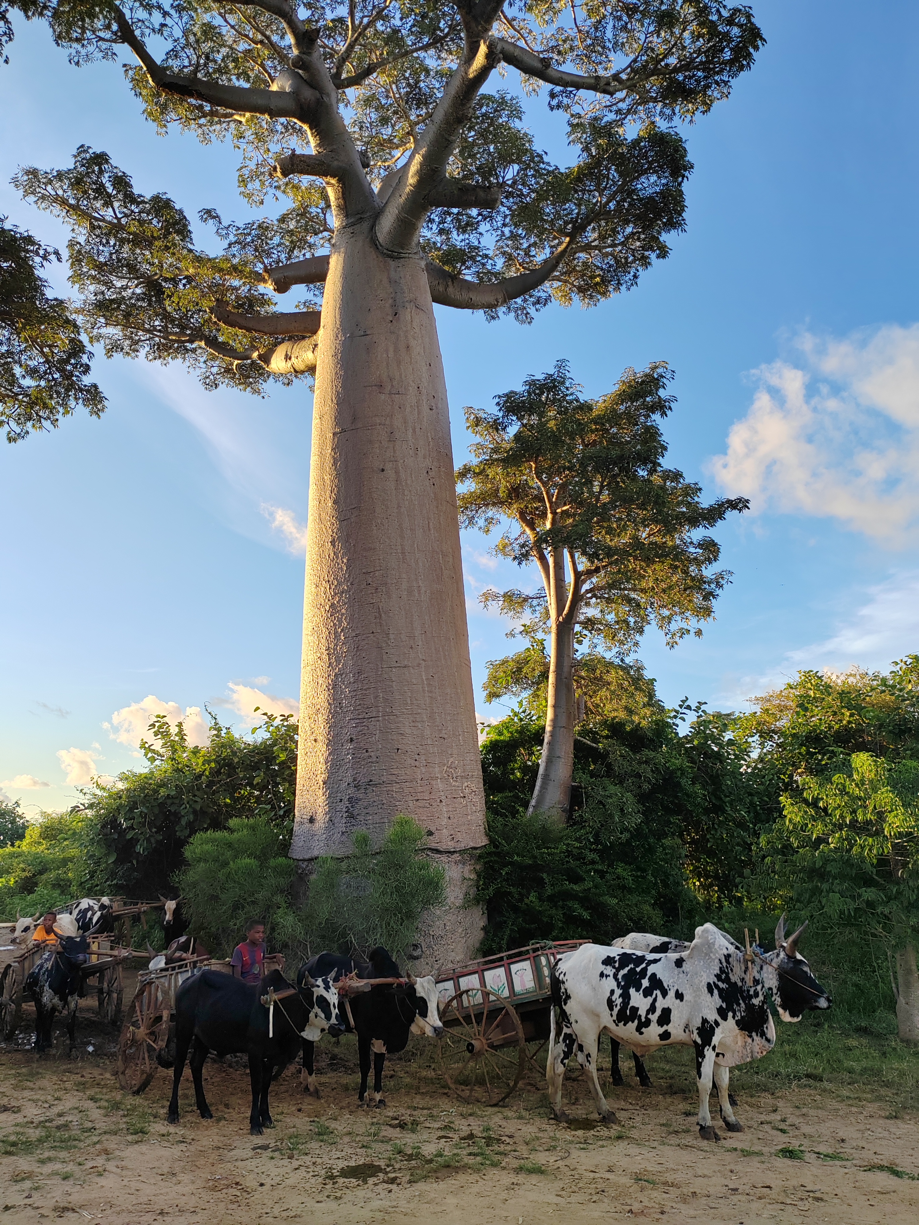 Мадагаскар: приключения на зелёном острове! Внутренние рейсы включены! (180/333)
