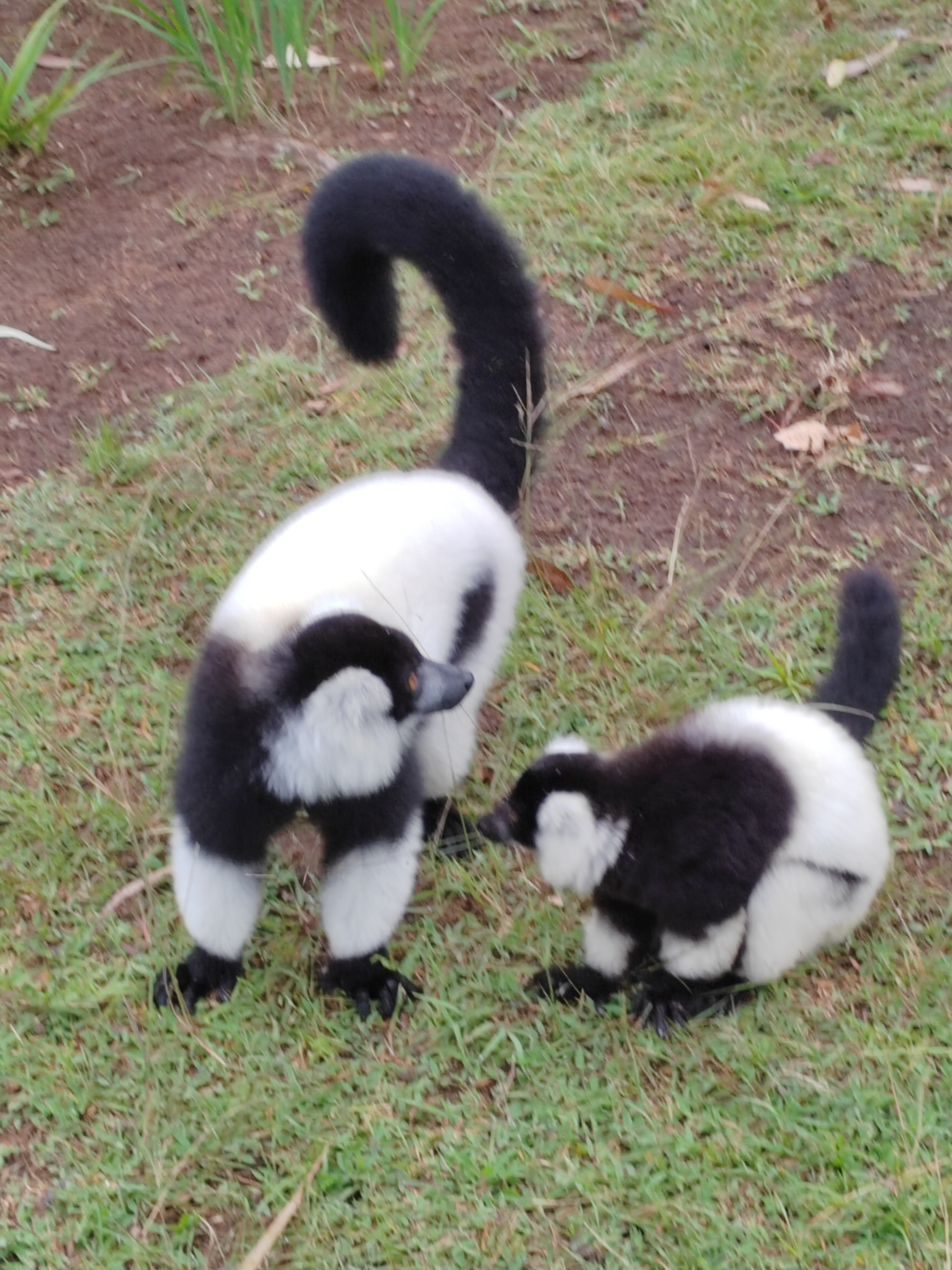 Мадагаскар: приключения на зелёном острове! Внутренние рейсы включены! (2/333)