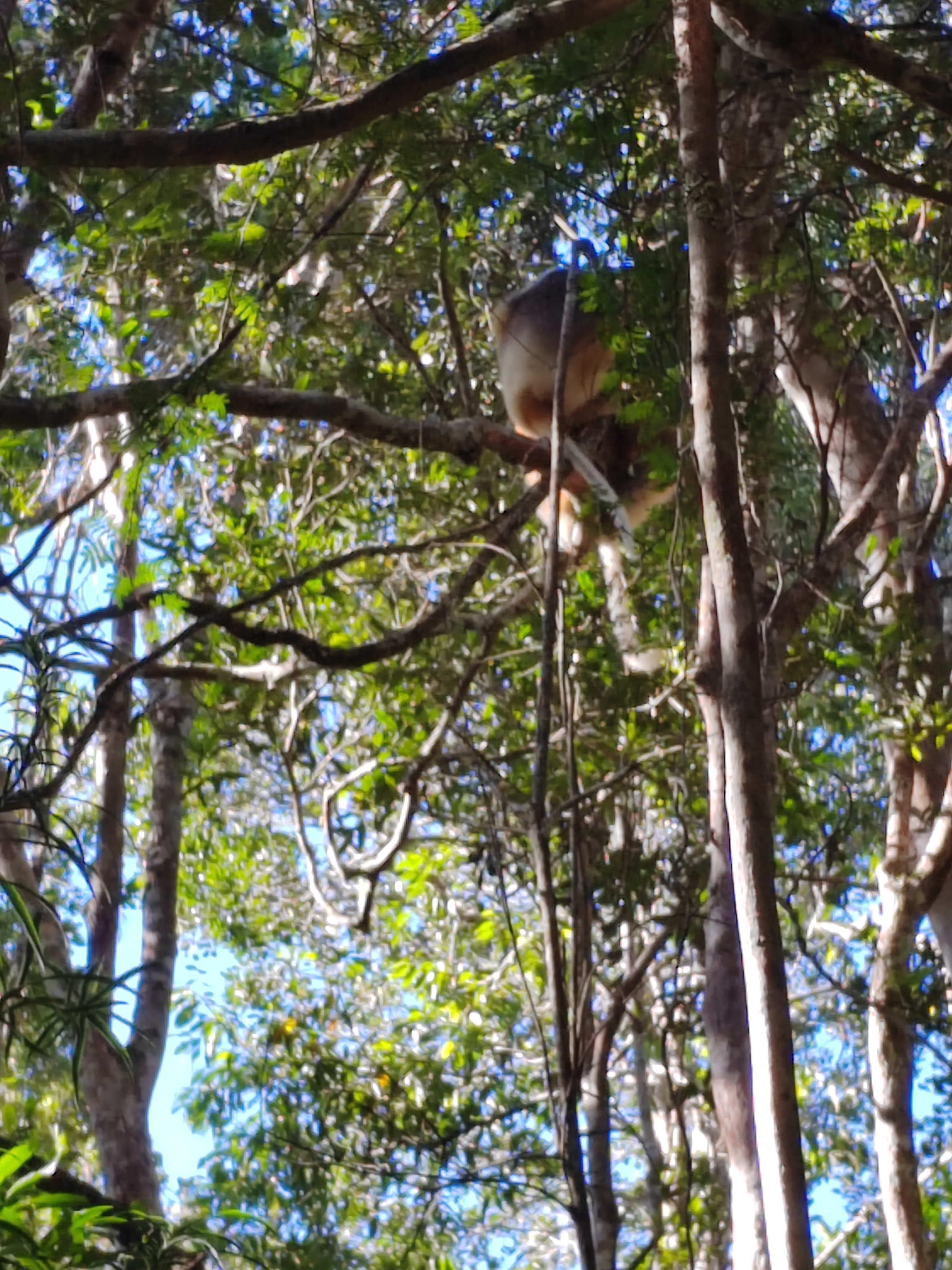Мадагаскар: приключения на зелёном острове! Внутренние рейсы включены! (88/333)