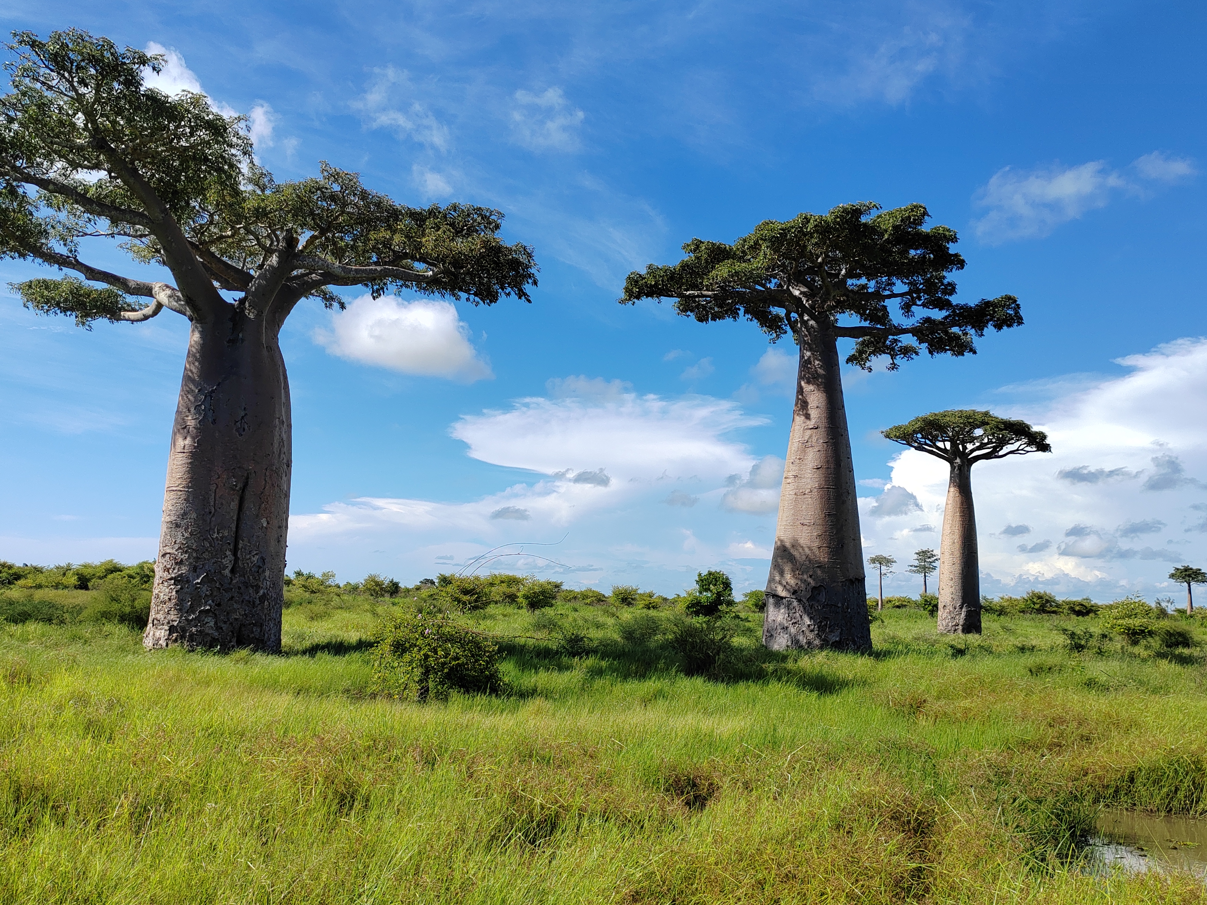 Мадагаскар: приключения на зелёном острове! Внутренние рейсы включены! (162/333)