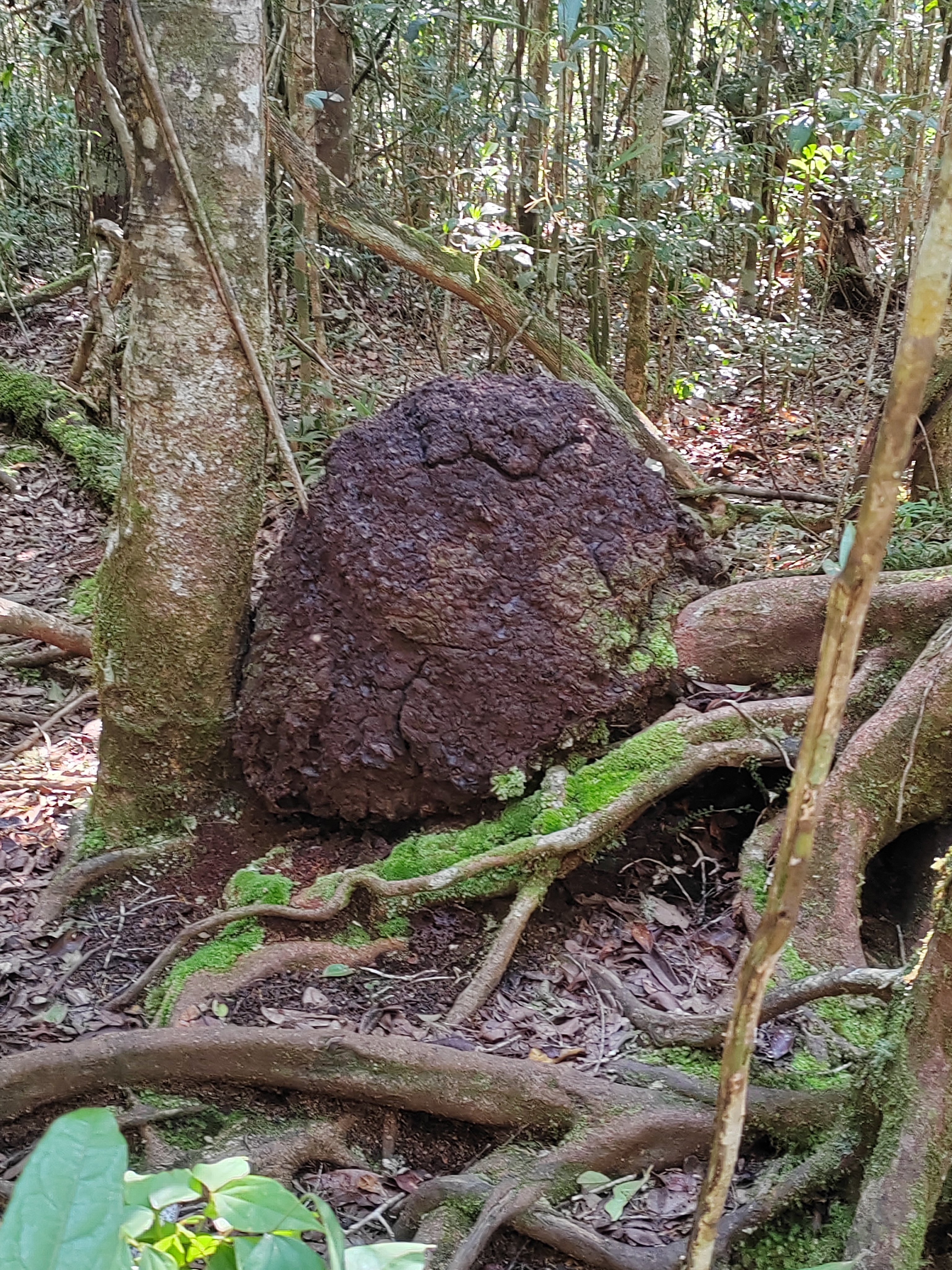Мадагаскар: приключения на зелёном острове! Внутренние рейсы включены! (95/333)