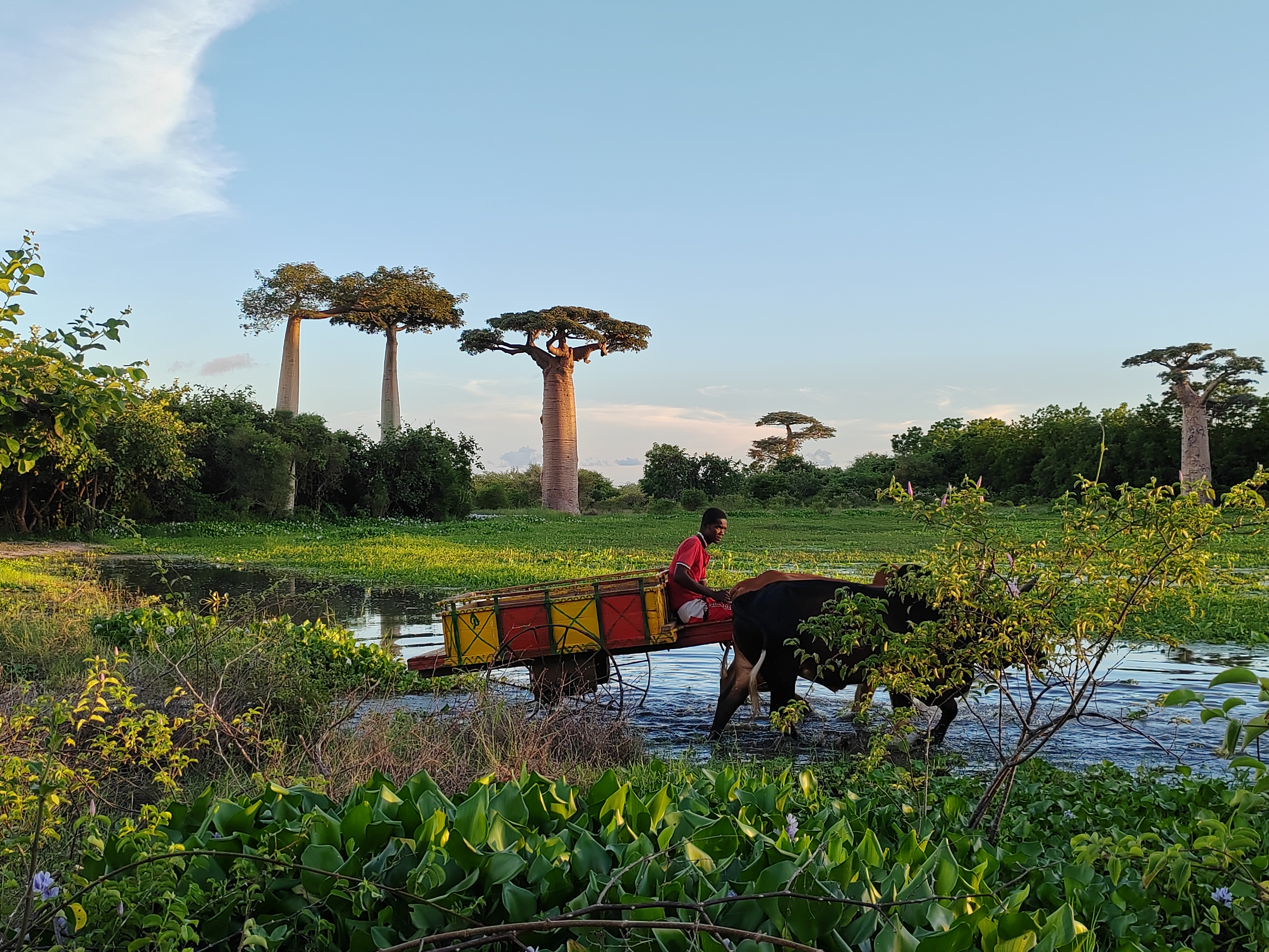 Мадагаскар: приключения на зелёном острове! Внутренние рейсы включены! (202/333)