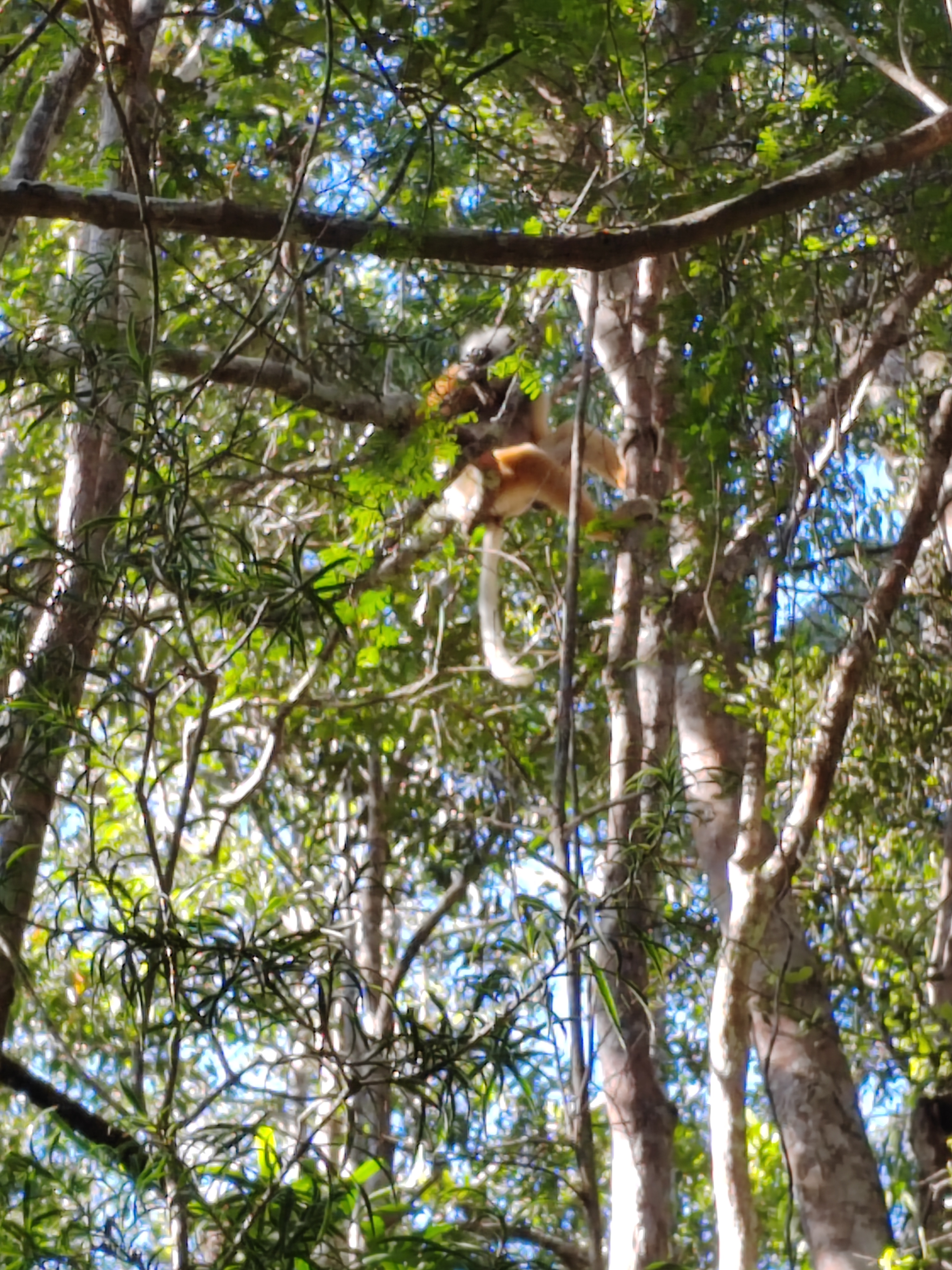 Мадагаскар: приключения на зелёном острове! Внутренние рейсы включены! (83/333)