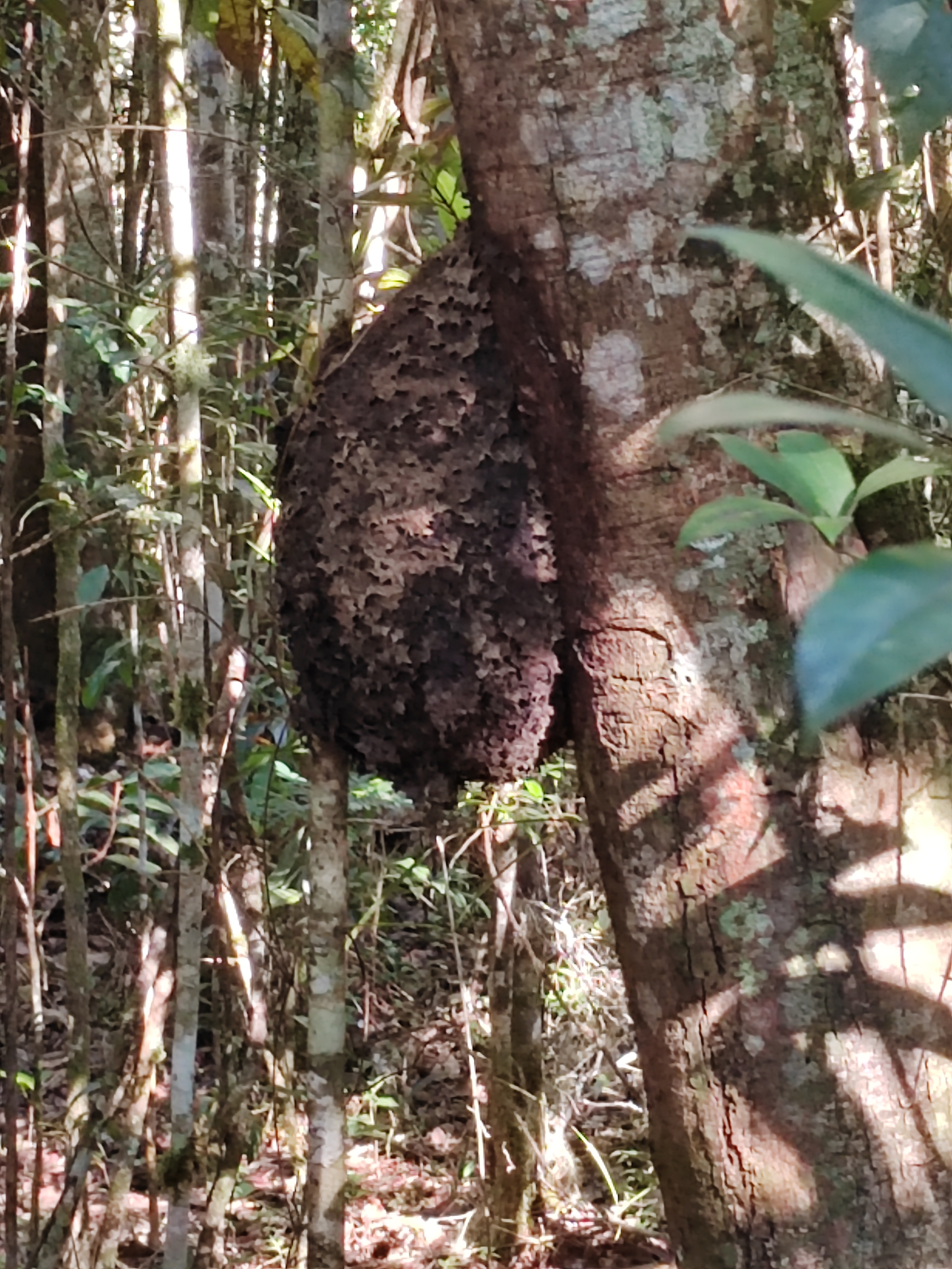 Мадагаскар: приключения на зелёном острове! Внутренние рейсы включены! (93/333)