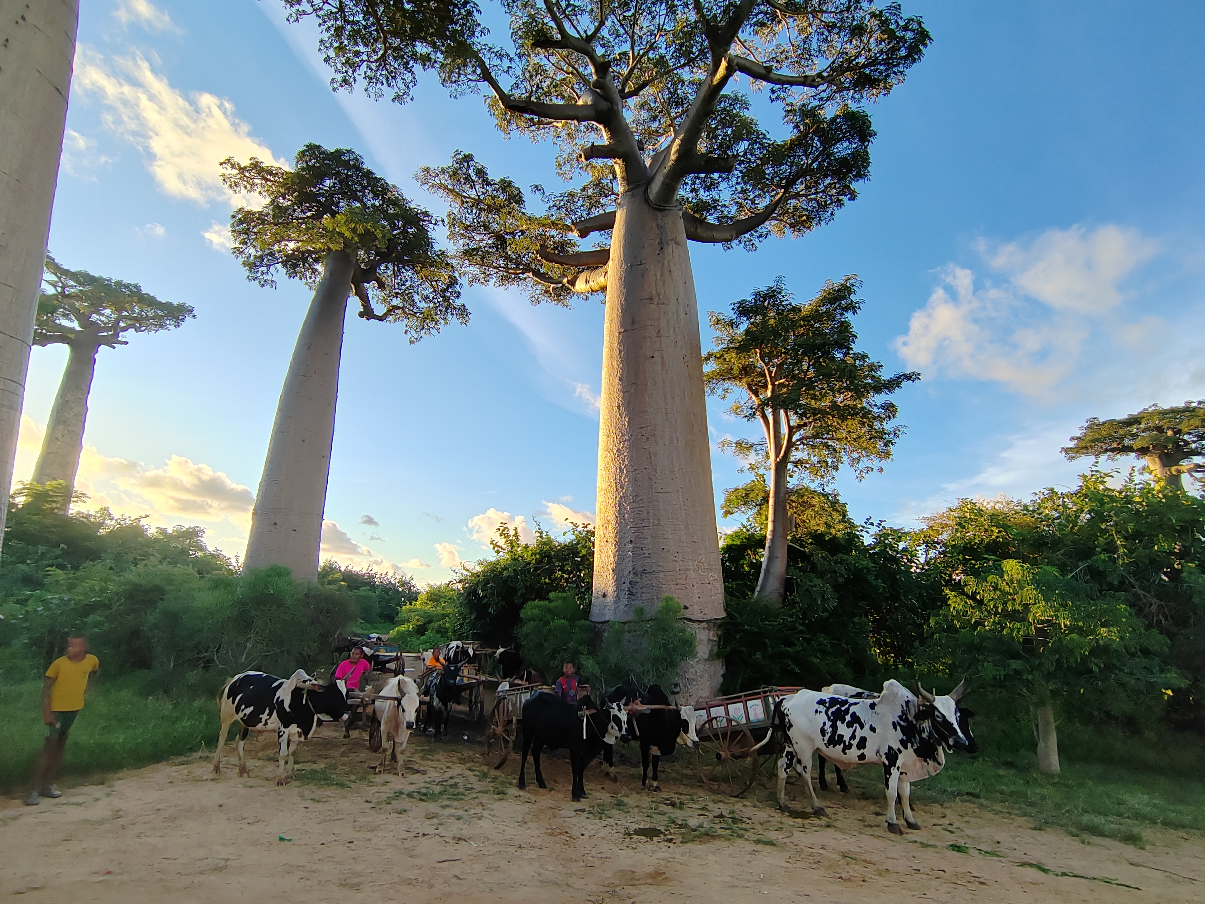 Мадагаскар: приключения на зелёном острове! Внутренние рейсы включены! (182/333)