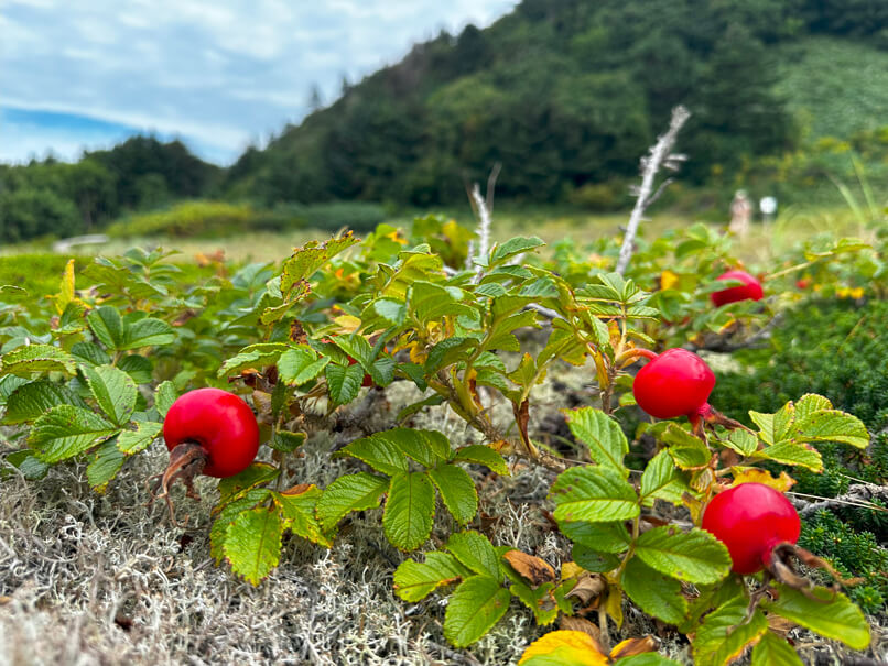 4 острова: Сахалин - Итуруп - Кунашир - Шикотан (42/45)