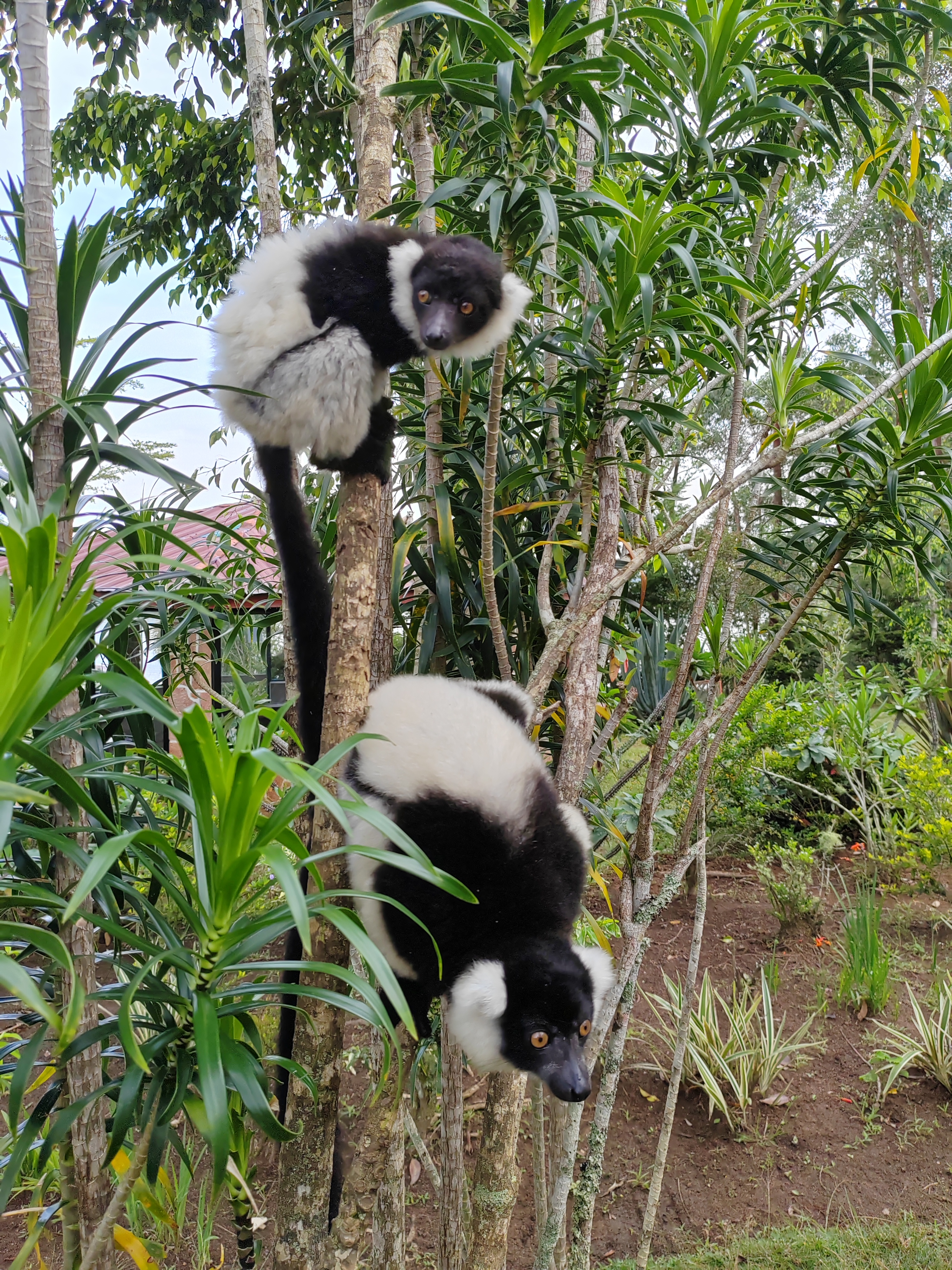 Мадагаскар: приключения на зелёном острове! Внутренние рейсы включены! (10/333)