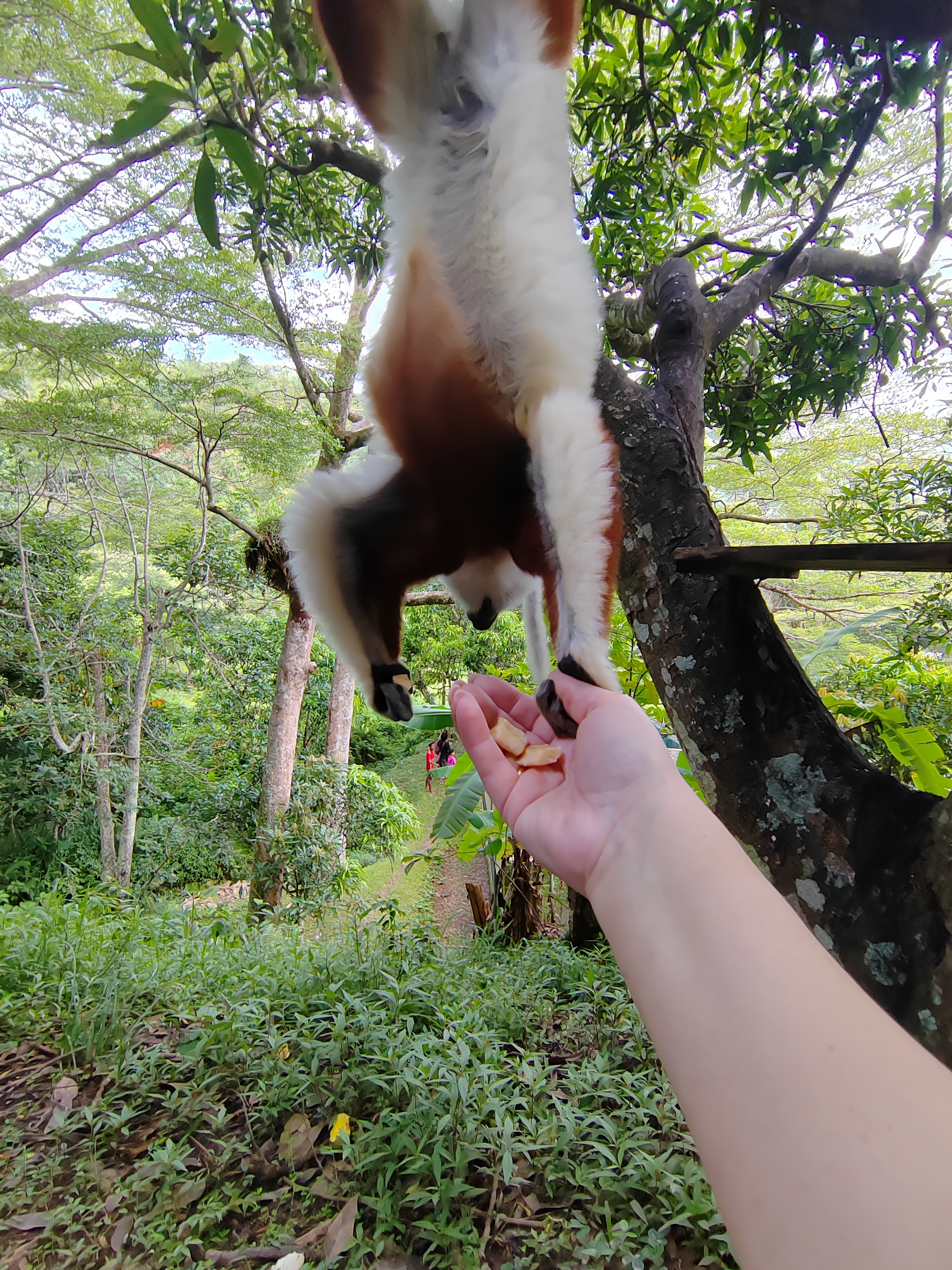 Мадагаскар: приключения на зелёном острове! Внутренние рейсы включены! (28/333)