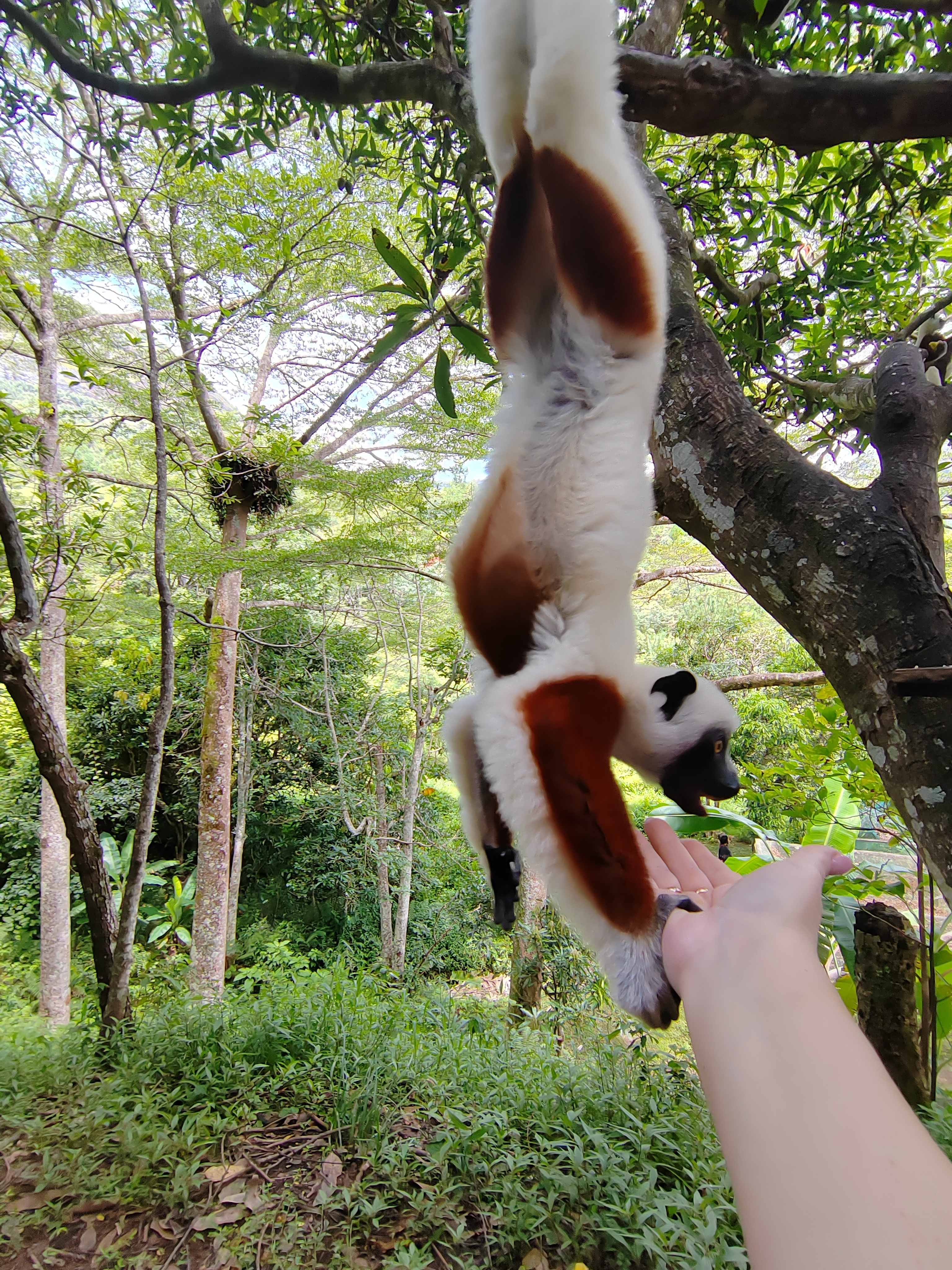 Мадагаскар: приключения на зелёном острове! Внутренние рейсы включены! (26/333)