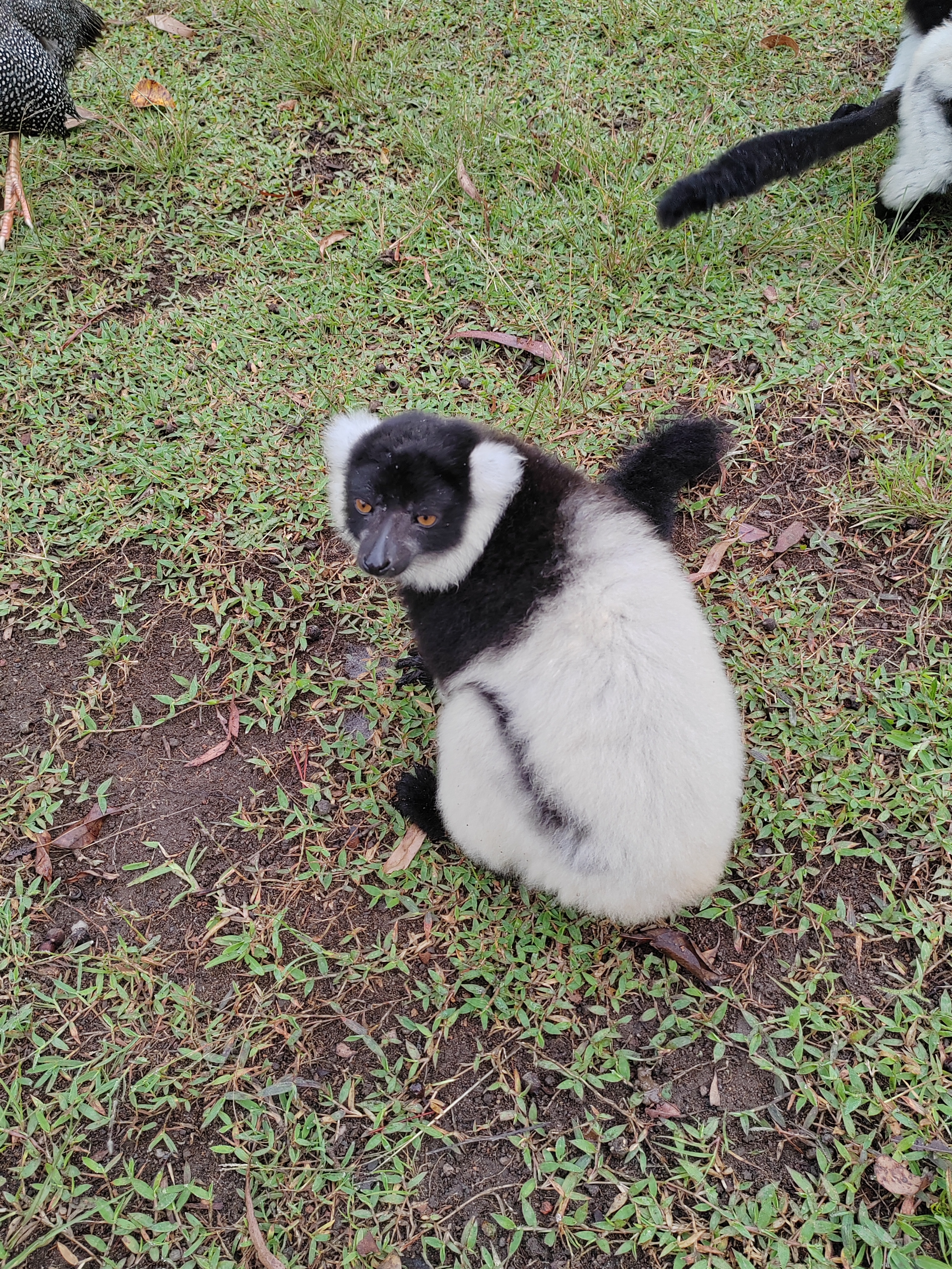 Мадагаскар: приключения на зелёном острове! Внутренние рейсы включены! (5/333)