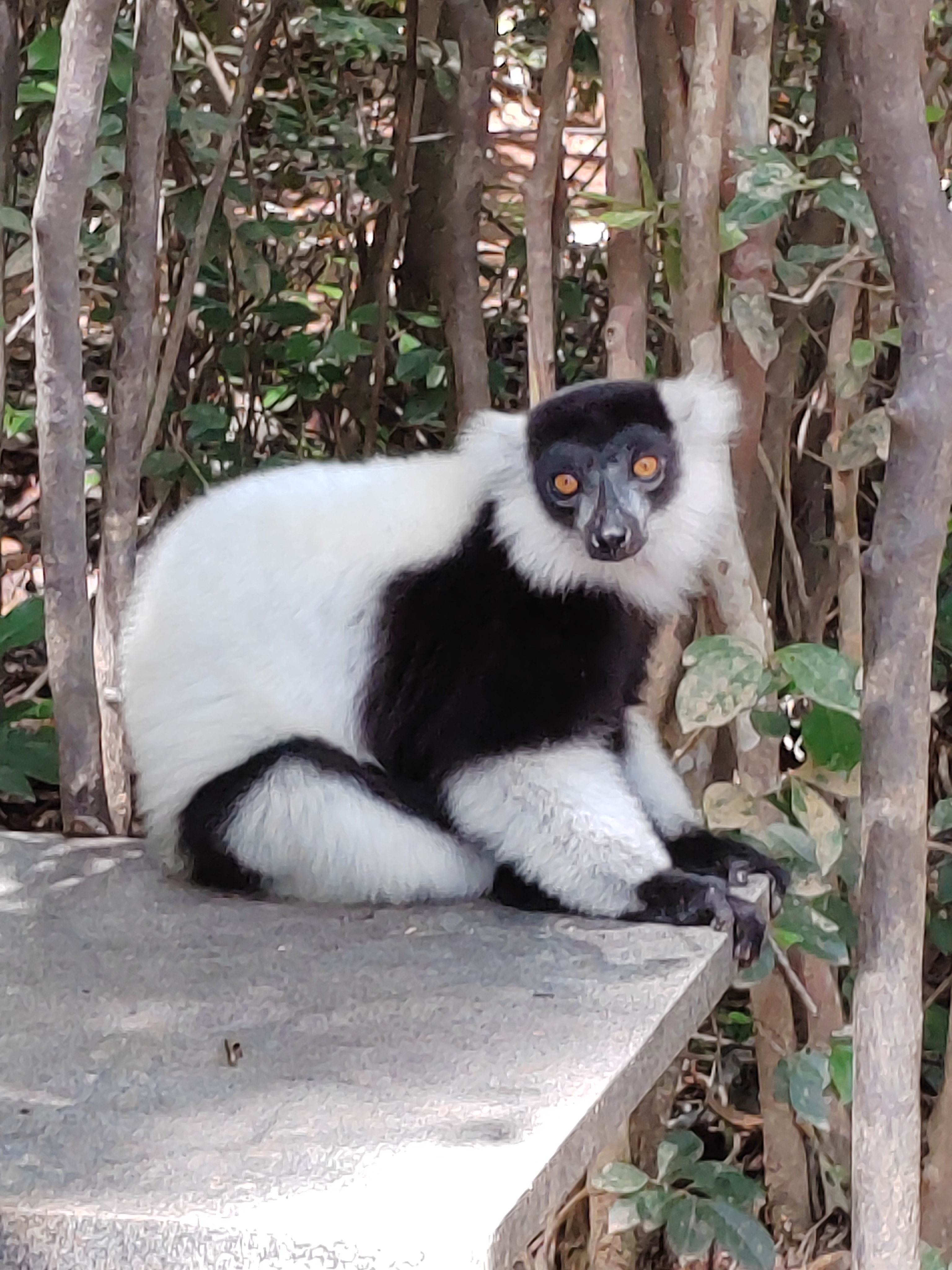 Мадагаскар: приключения на зелёном острове! Внутренние рейсы включены! (65/333)