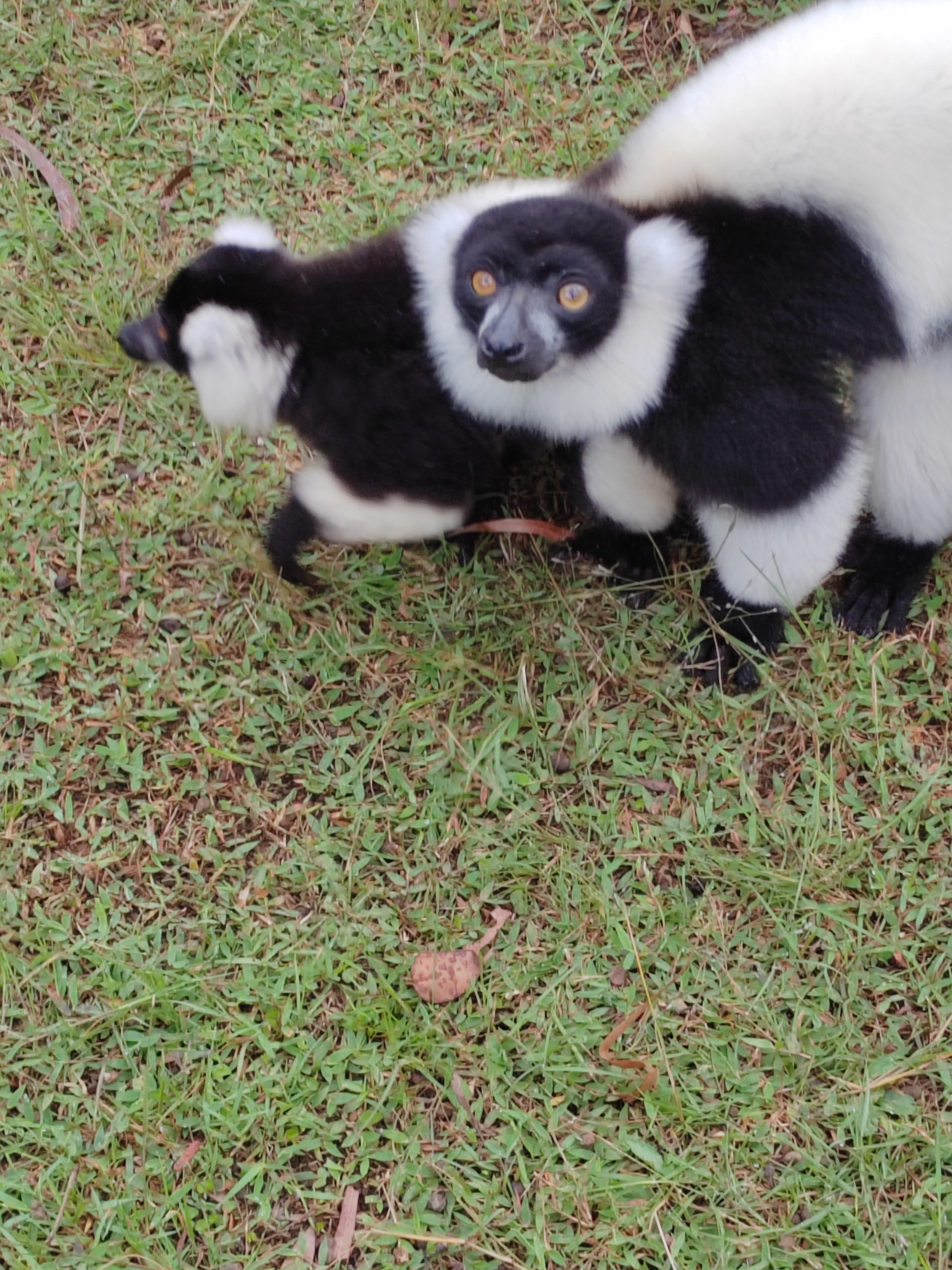 Мадагаскар: приключения на зелёном острове! Внутренние рейсы включены! (3/333)
