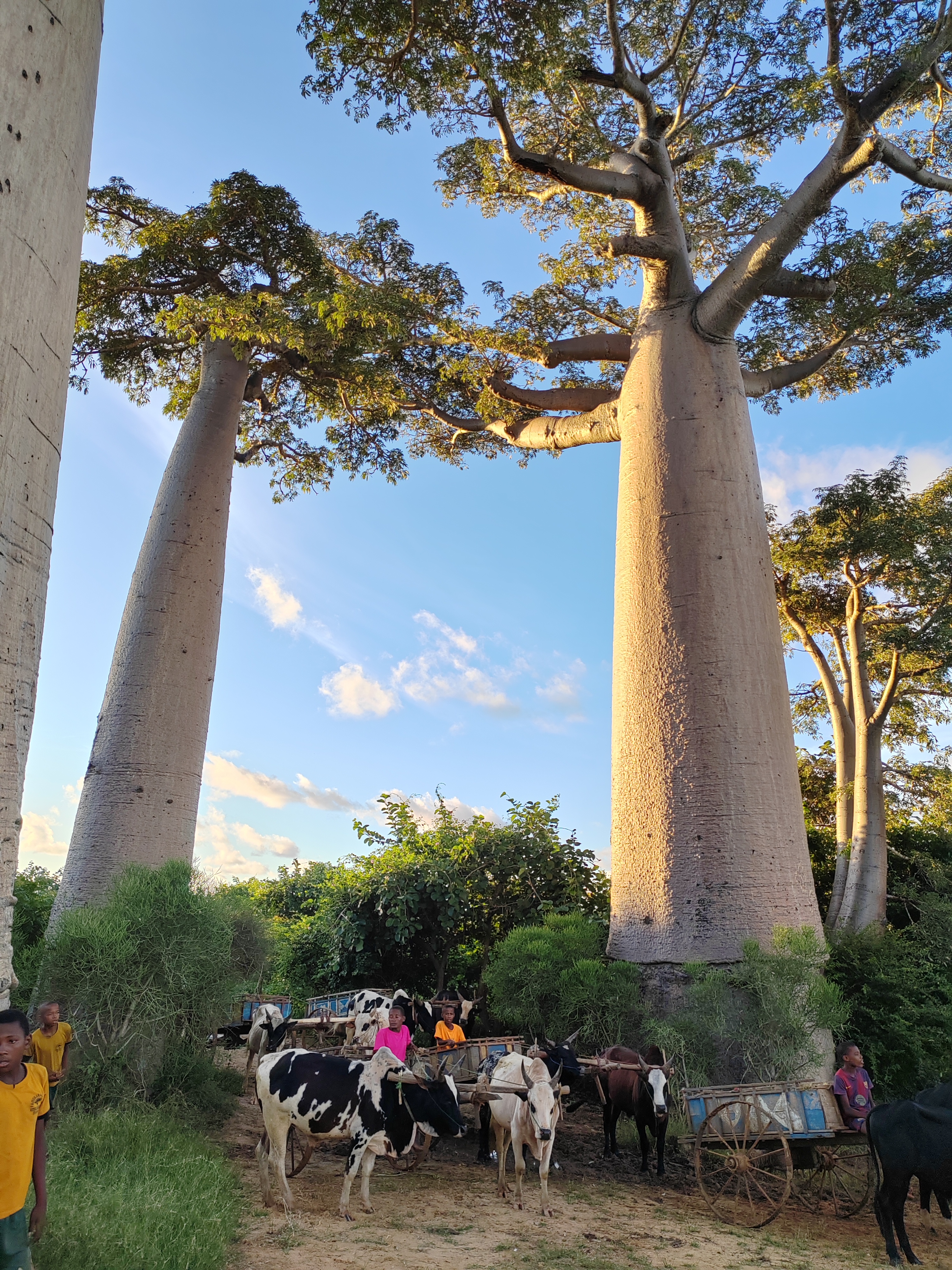 Мадагаскар: приключения на зелёном острове! Внутренние рейсы включены! (178/333)