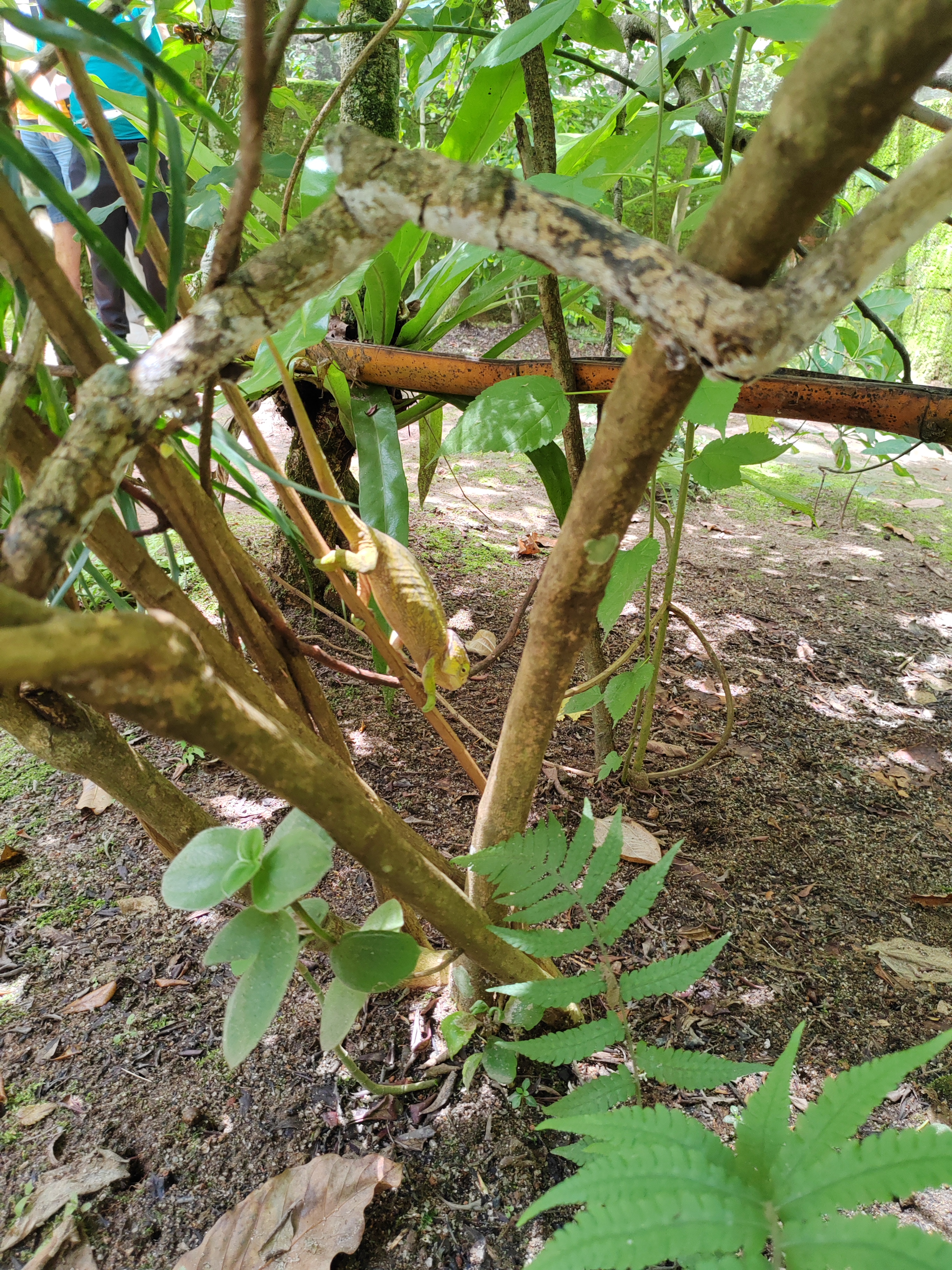 Мадагаскар: приключения на зелёном острове! Внутренние рейсы включены! (50/333)