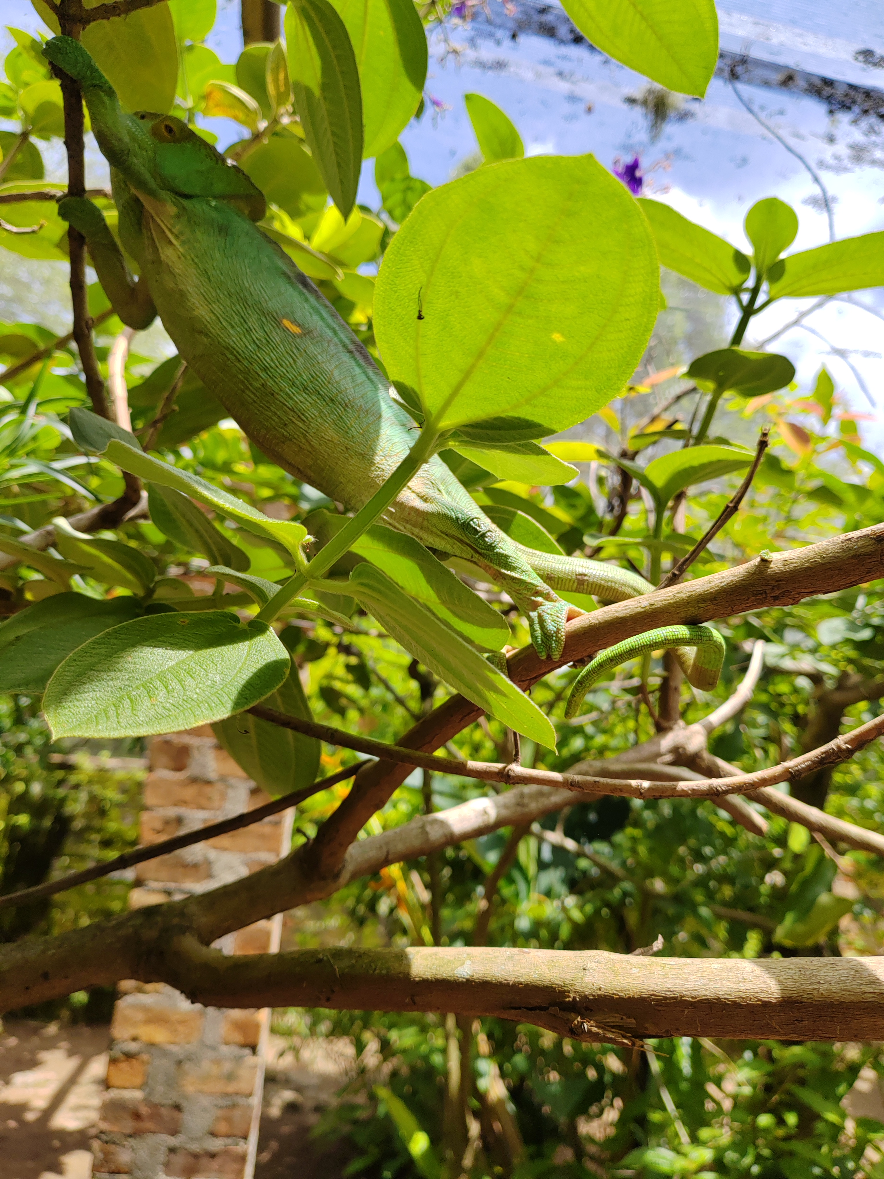 Мадагаскар: приключения на зелёном острове! Внутренние рейсы включены! (46/333)