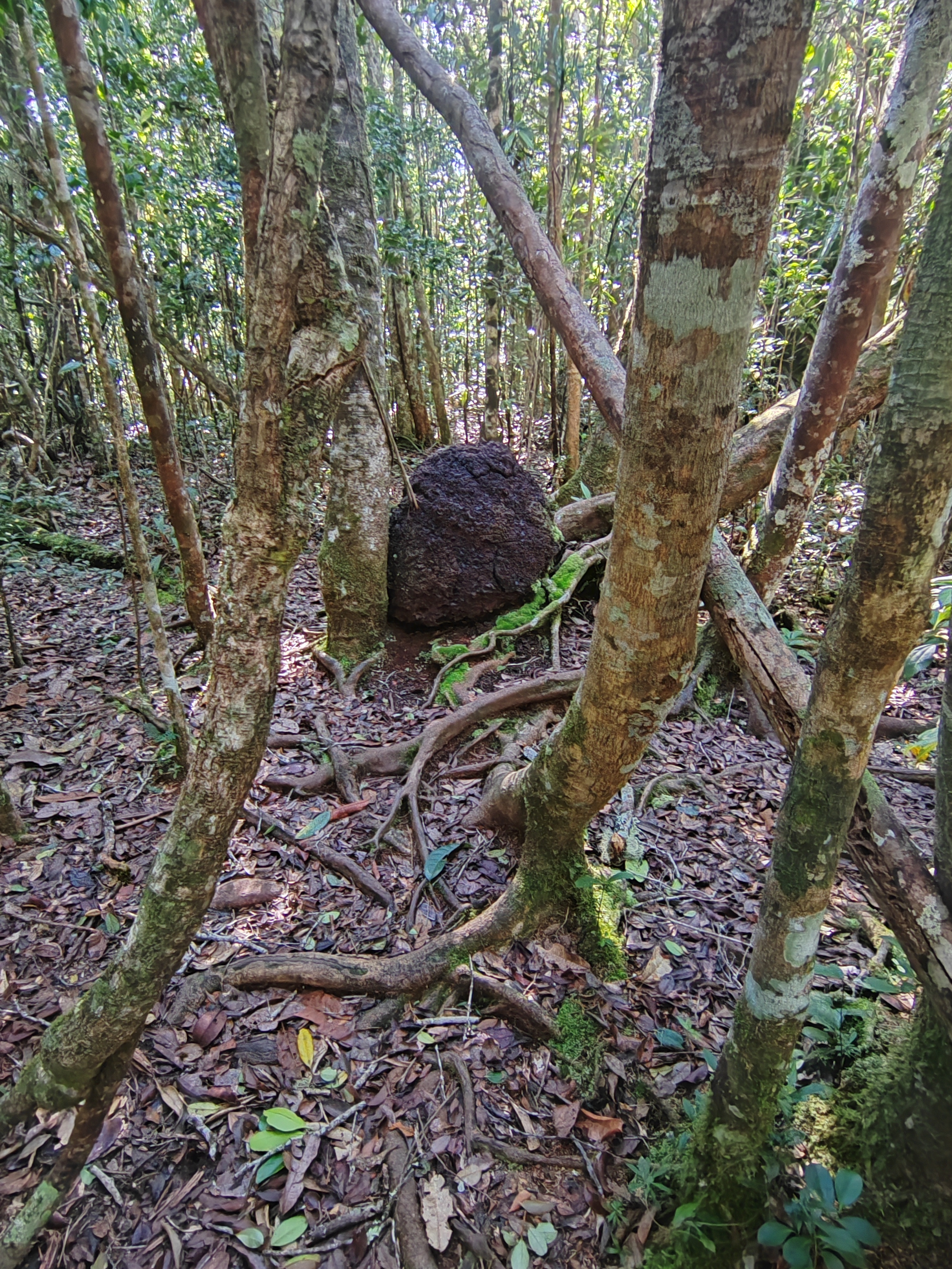 Мадагаскар: приключения на зелёном острове! Внутренние рейсы включены! (94/333)
