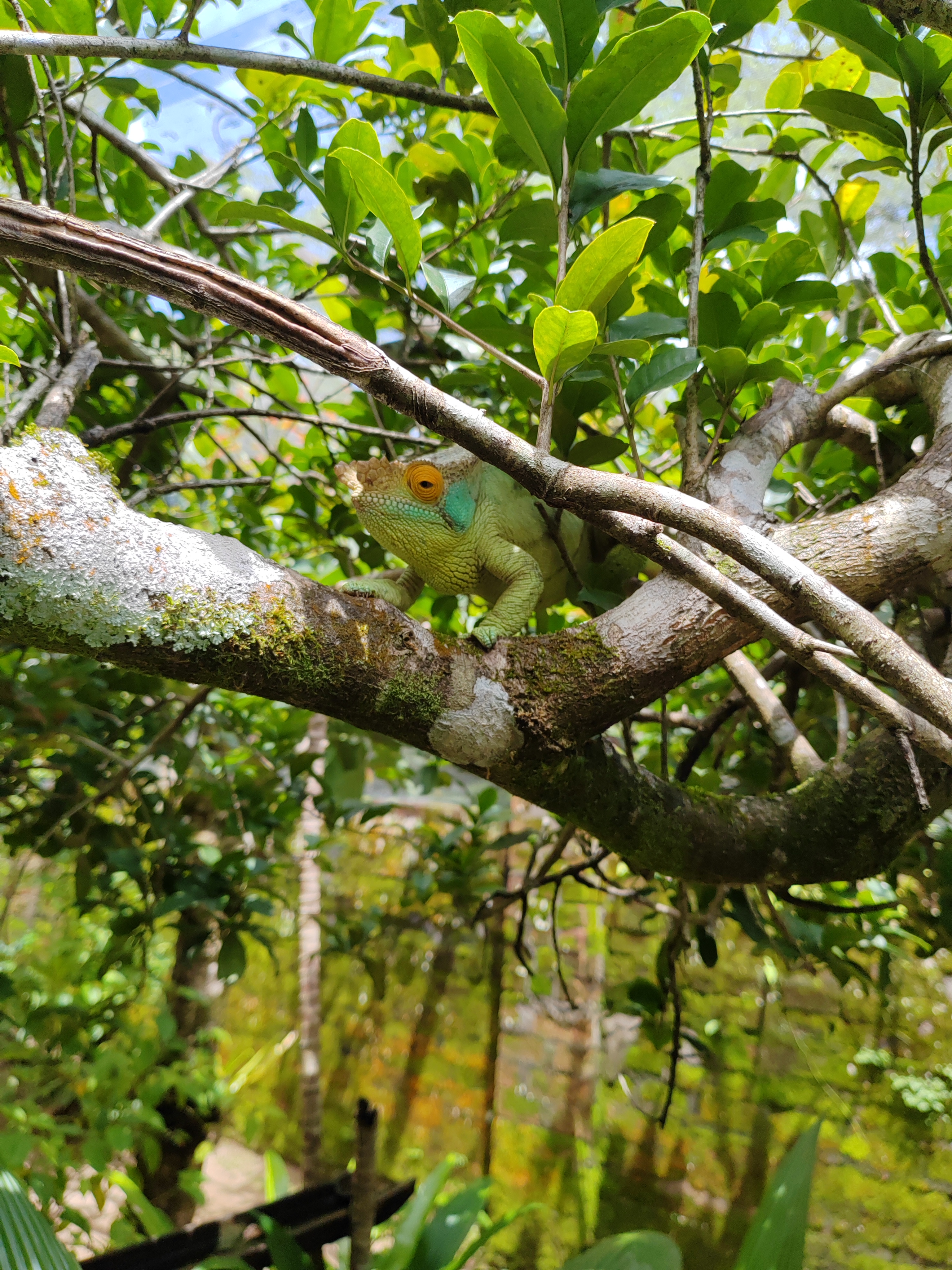 Мадагаскар: приключения на зелёном острове! Внутренние рейсы включены! (61/333)