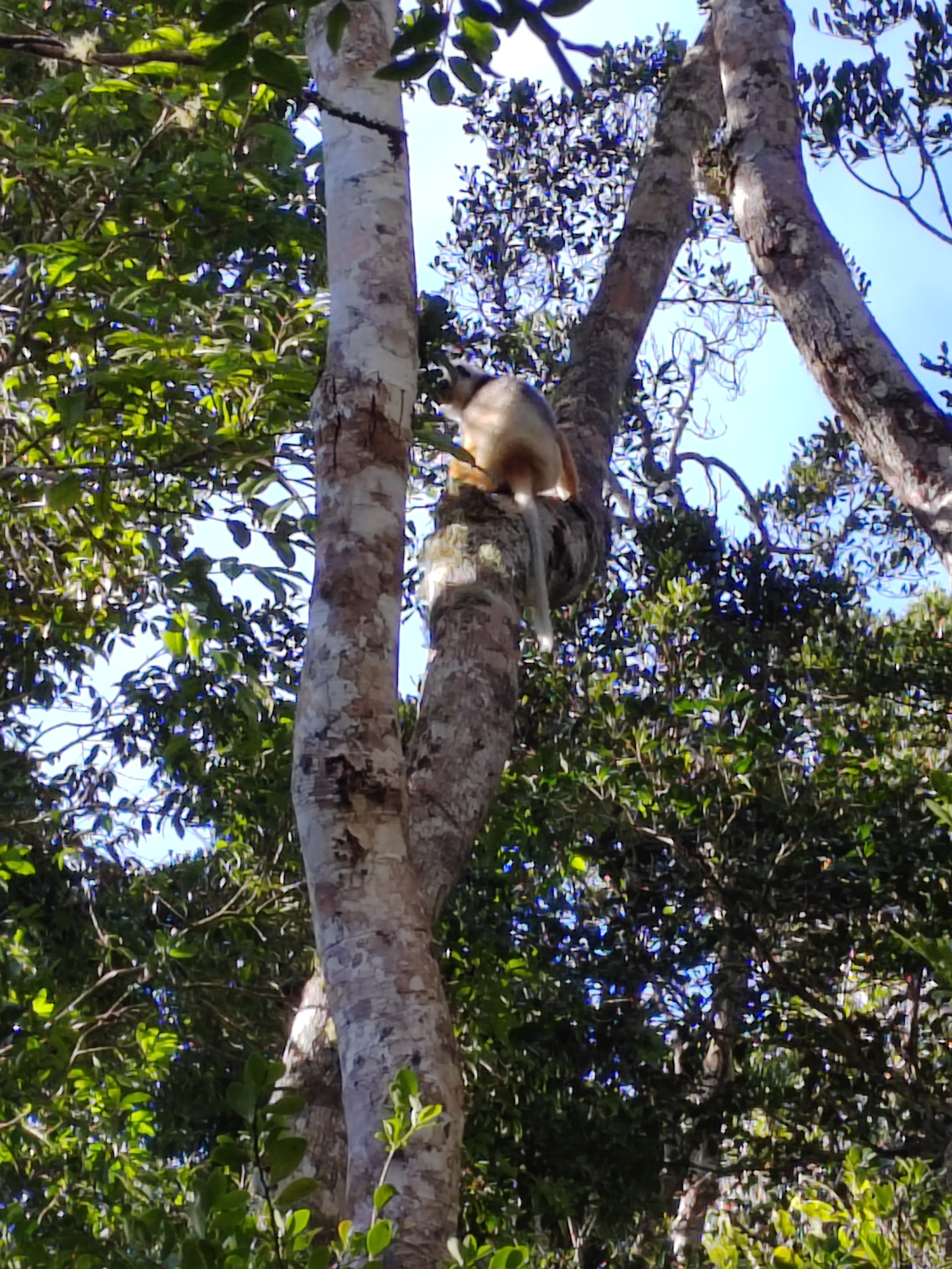 Мадагаскар: приключения на зелёном острове! Внутренние рейсы включены! (82/333)