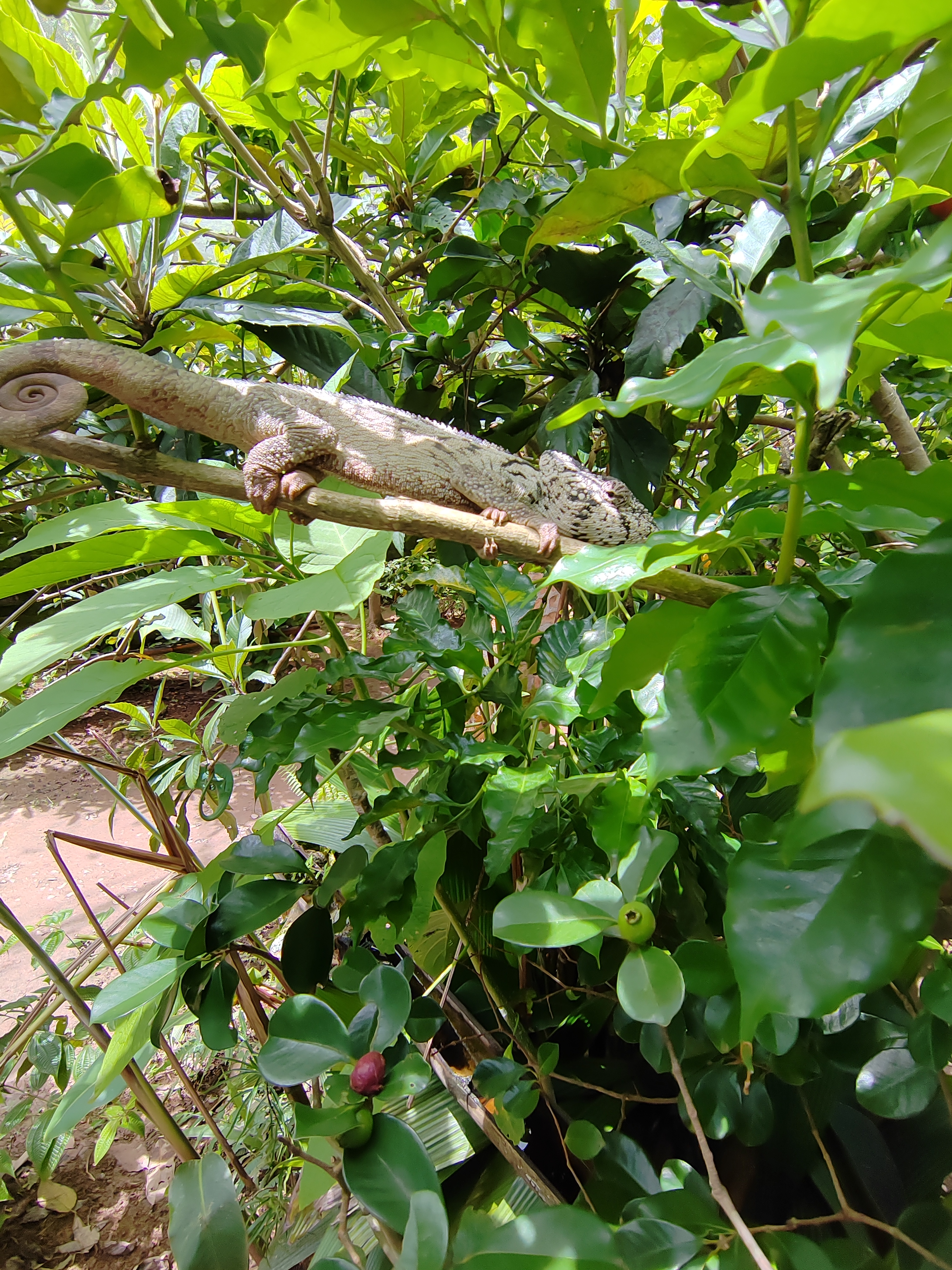 Мадагаскар: приключения на зелёном острове! Внутренние рейсы включены! (54/333)