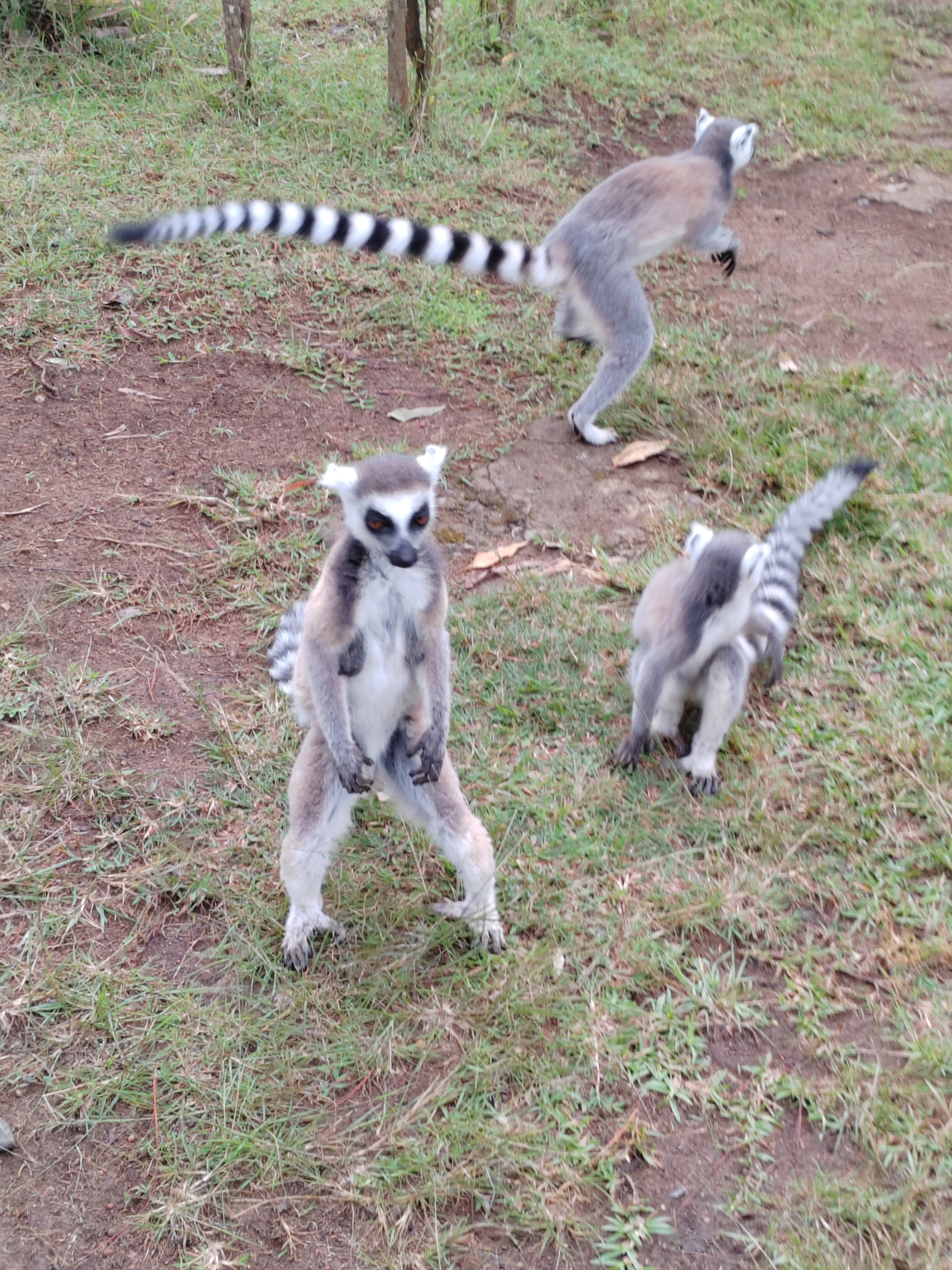 Мадагаскар: приключения на зелёном острове! Внутренние рейсы включены! (15/333)