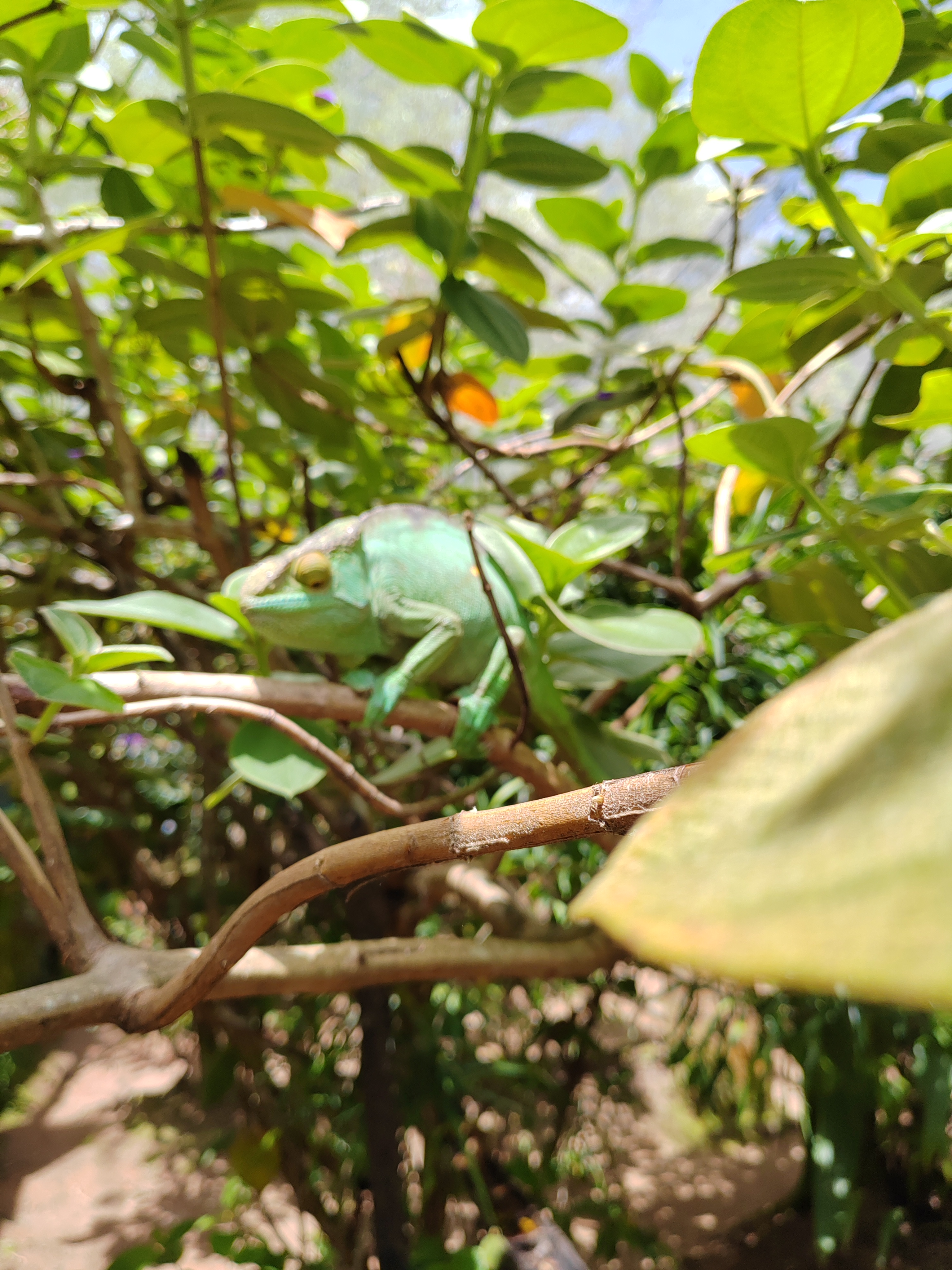 Мадагаскар: приключения на зелёном острове! Внутренние рейсы включены! (45/333)