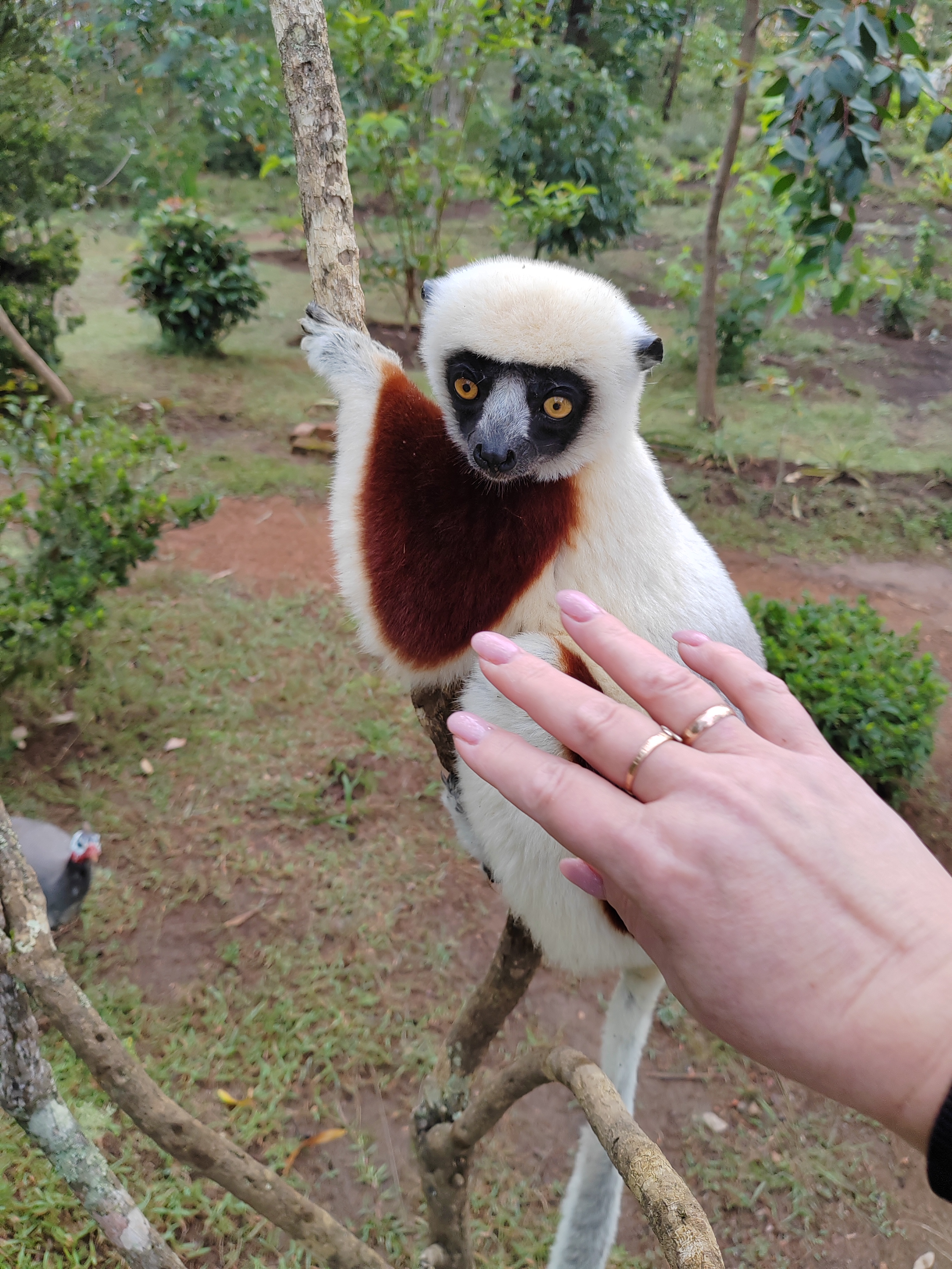 Мадагаскар: приключения на зелёном острове! Внутренние рейсы включены! (9/333)