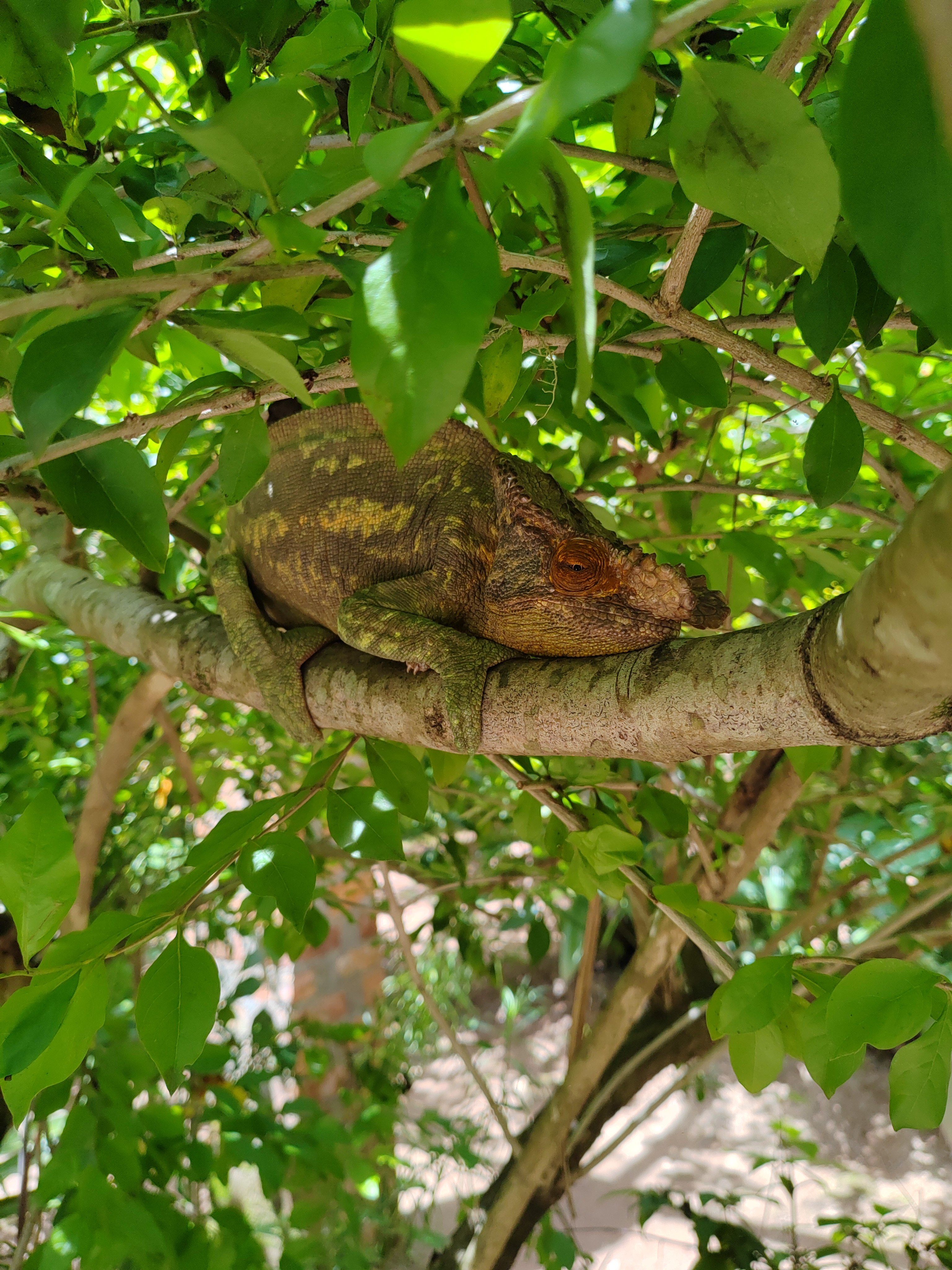 Мадагаскар: приключения на зелёном острове! Внутренние рейсы включены! (59/333)